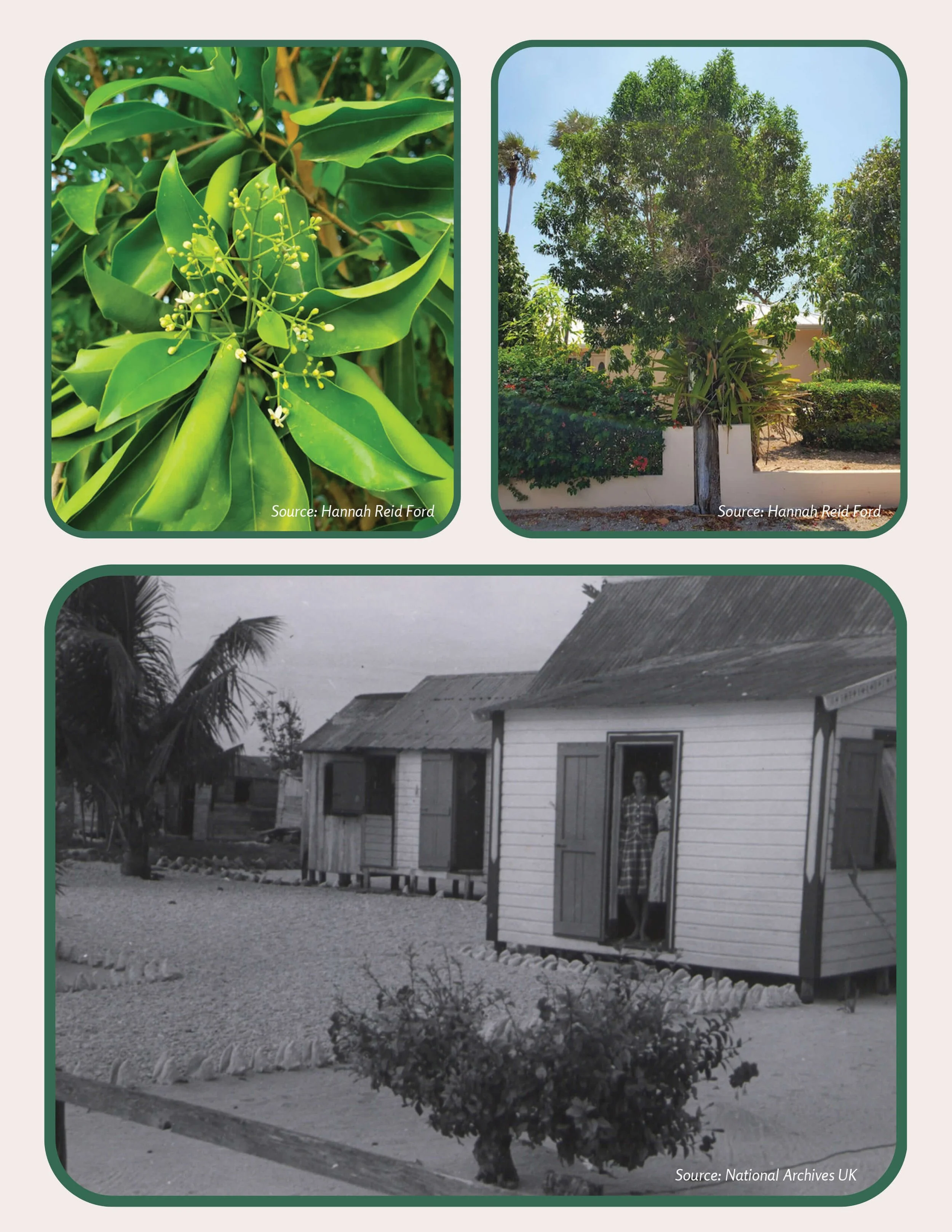 Plant Muses_v1-6.jpg