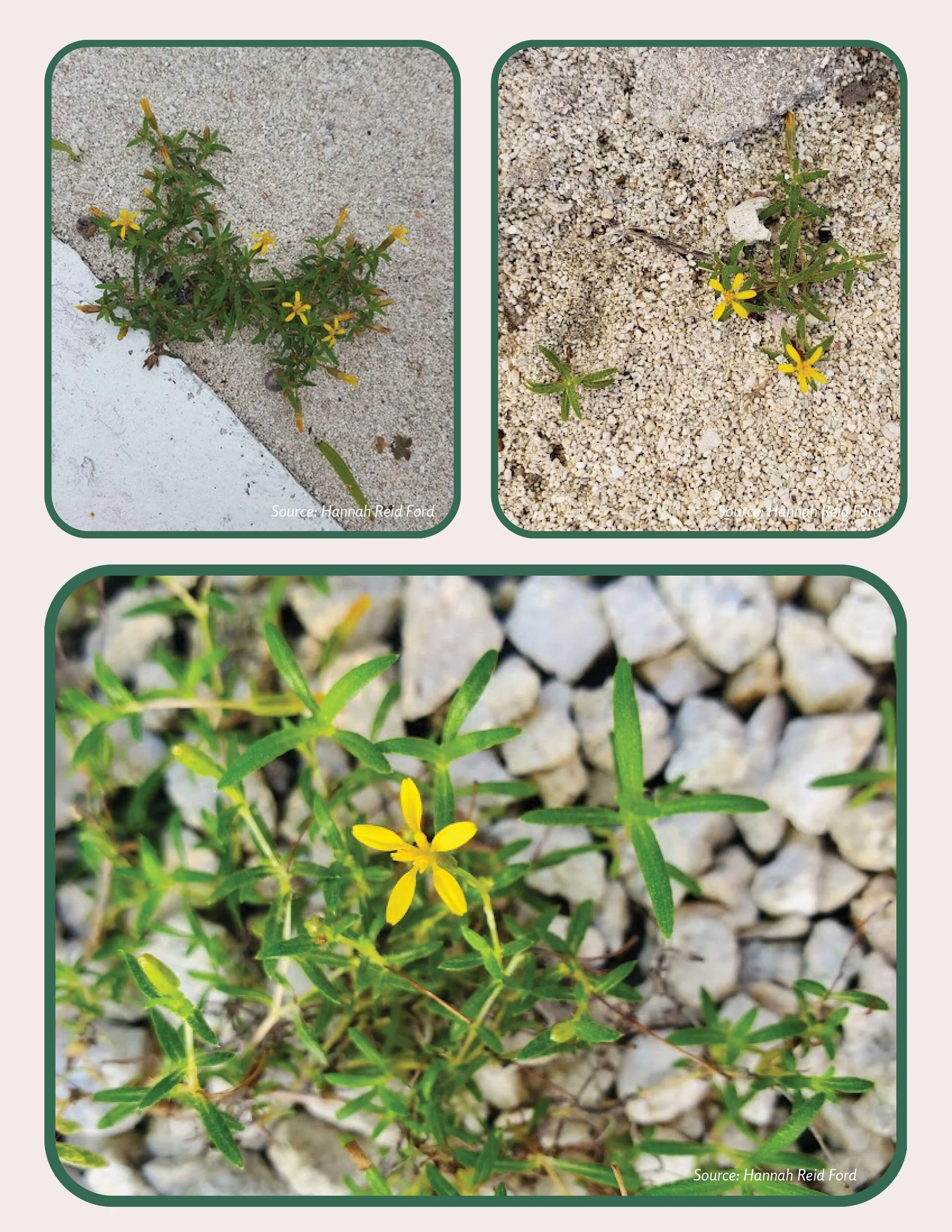 Plant Muses_v1-8.jpg