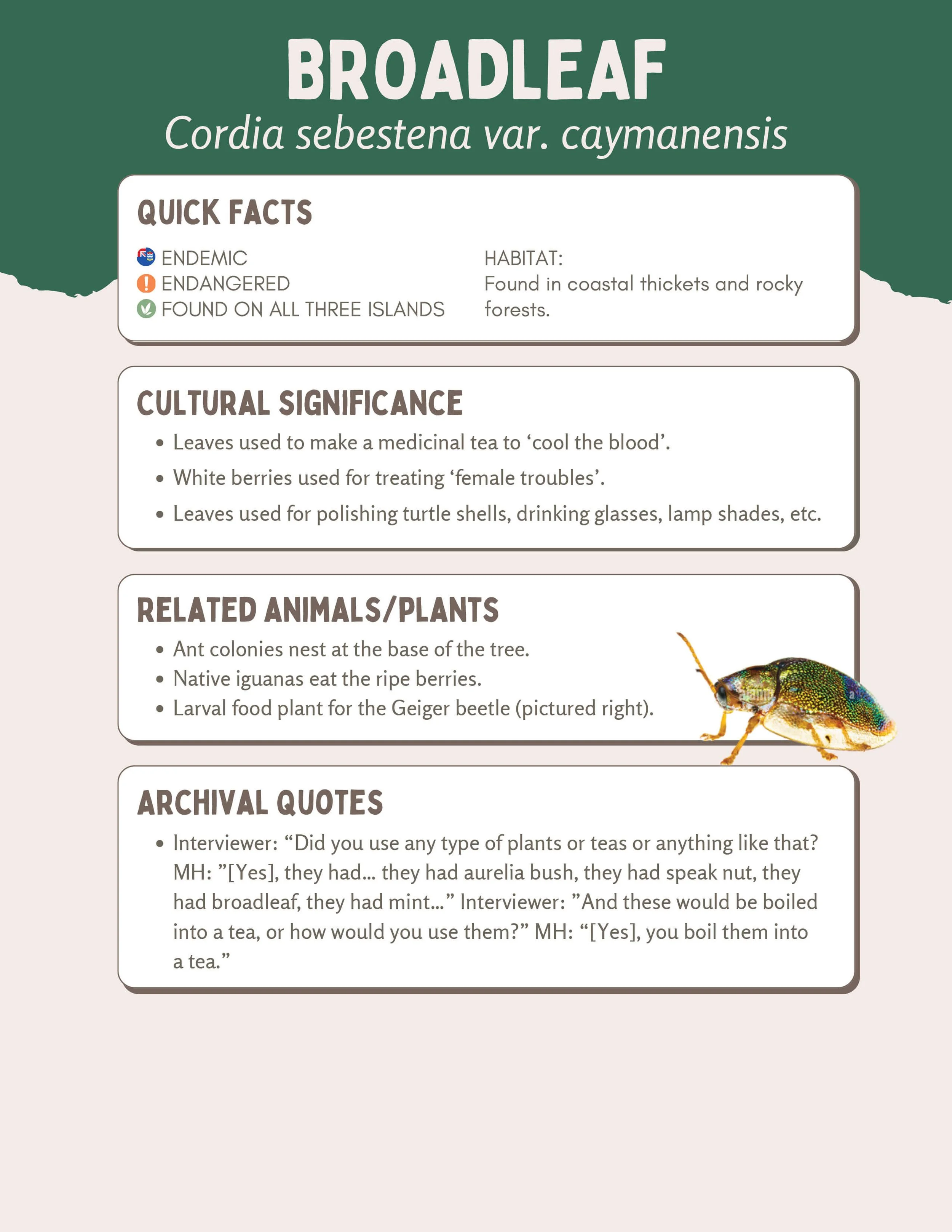 Plant Muses_v1-9.jpg