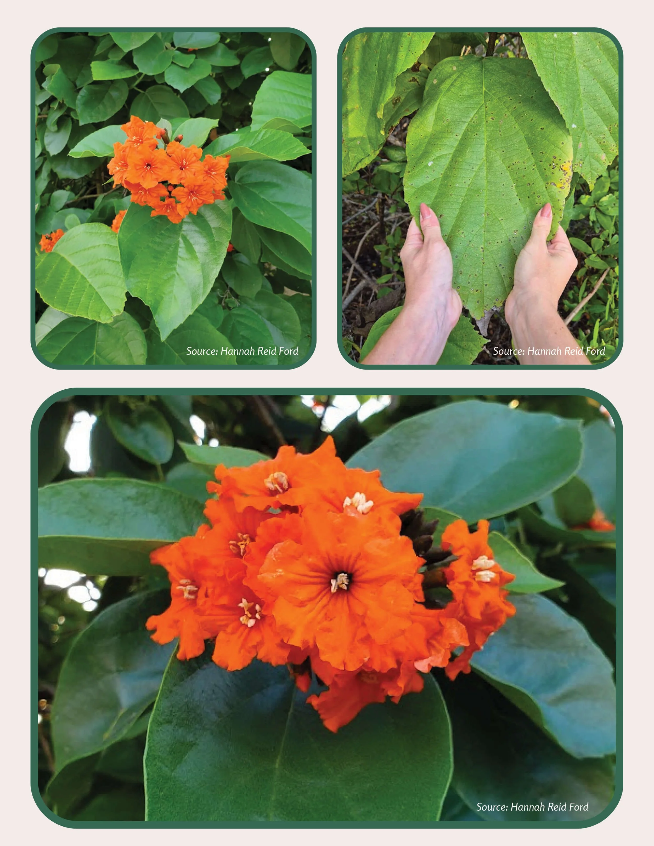 Plant Muses_v1-10.jpg