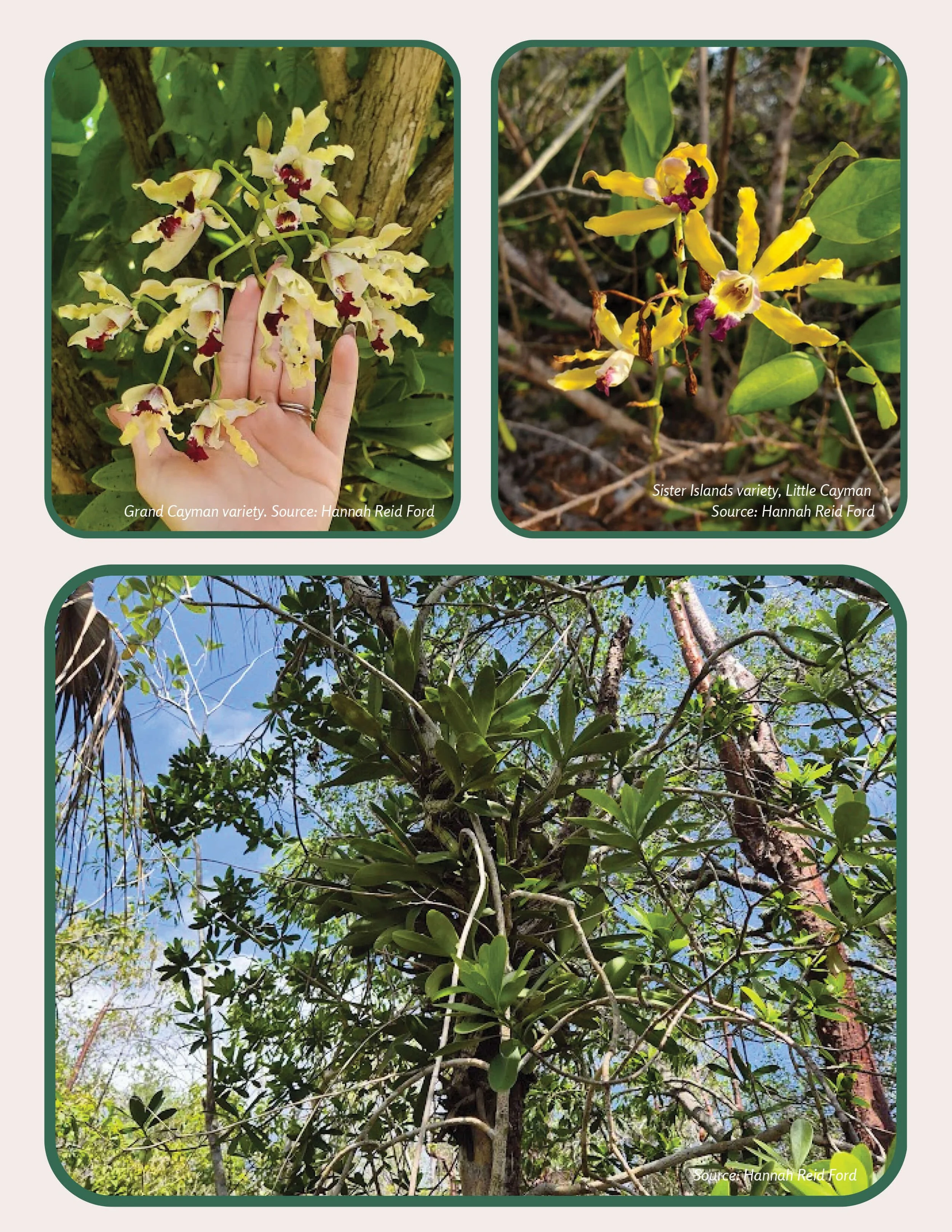 Plant Muses_v1-12.jpg