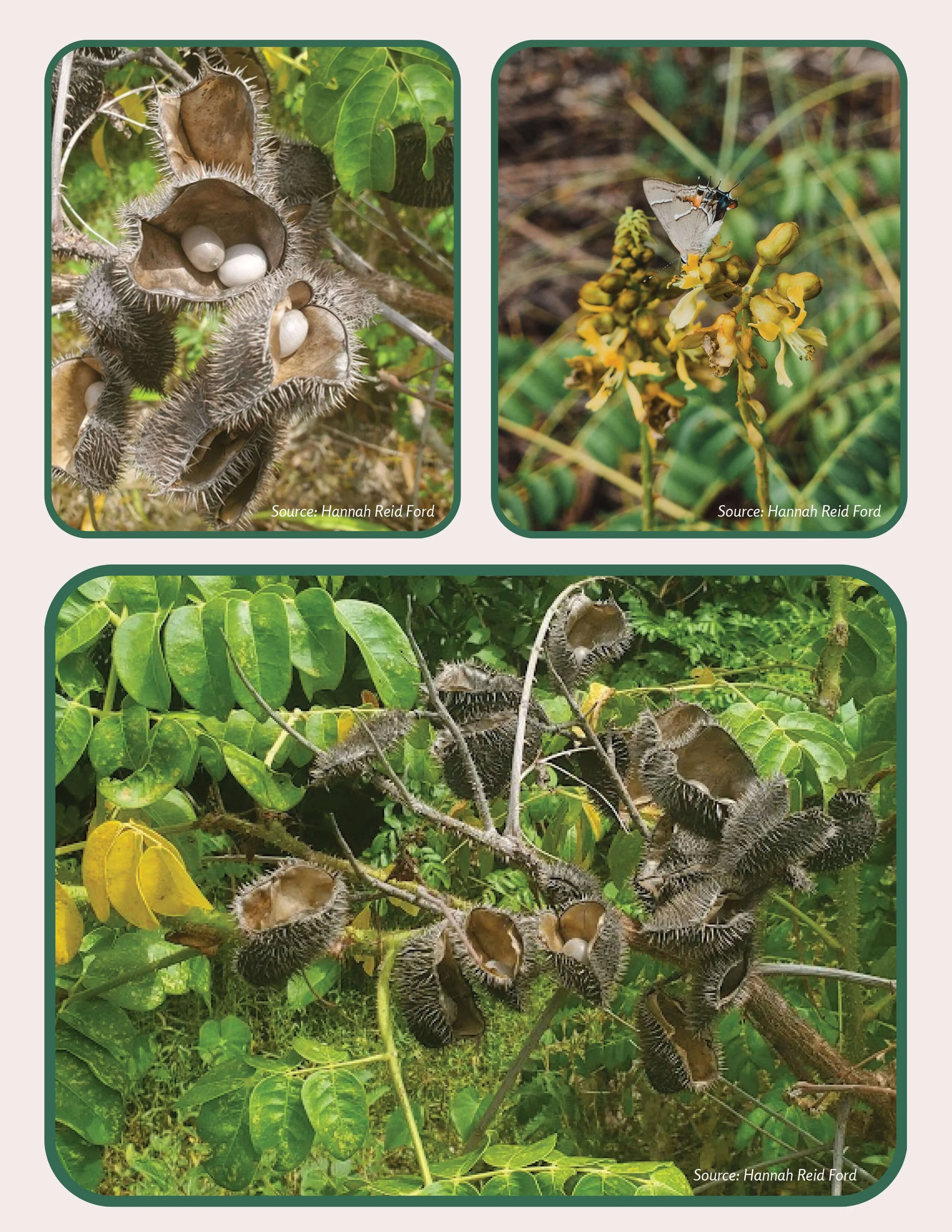 Plant Muses_v1-16.jpg