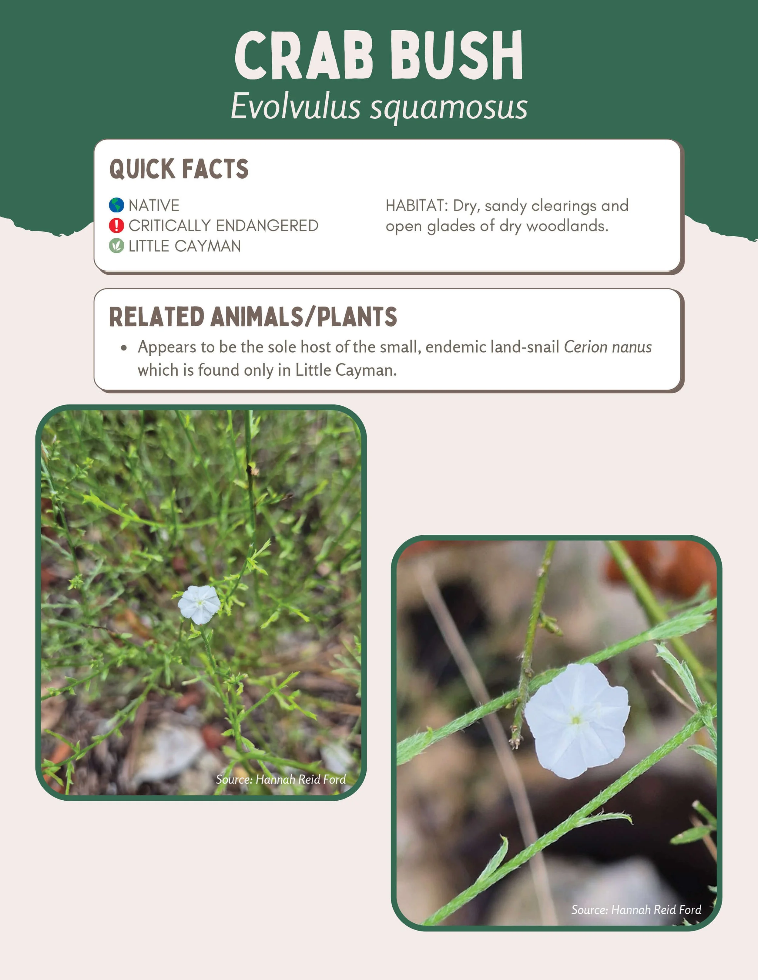 Plant Muses_v1-19.jpg