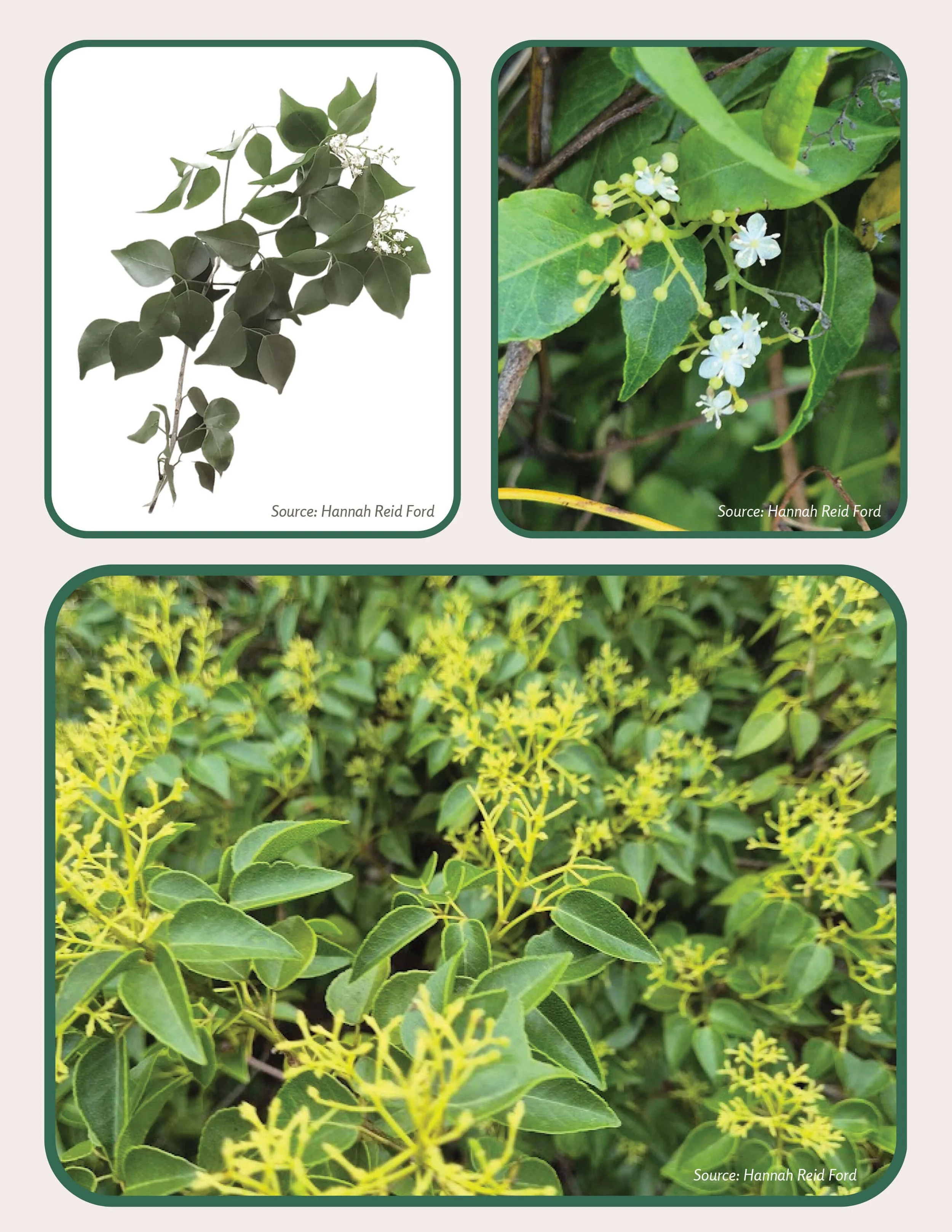 Plant Muses_v1-22.jpg