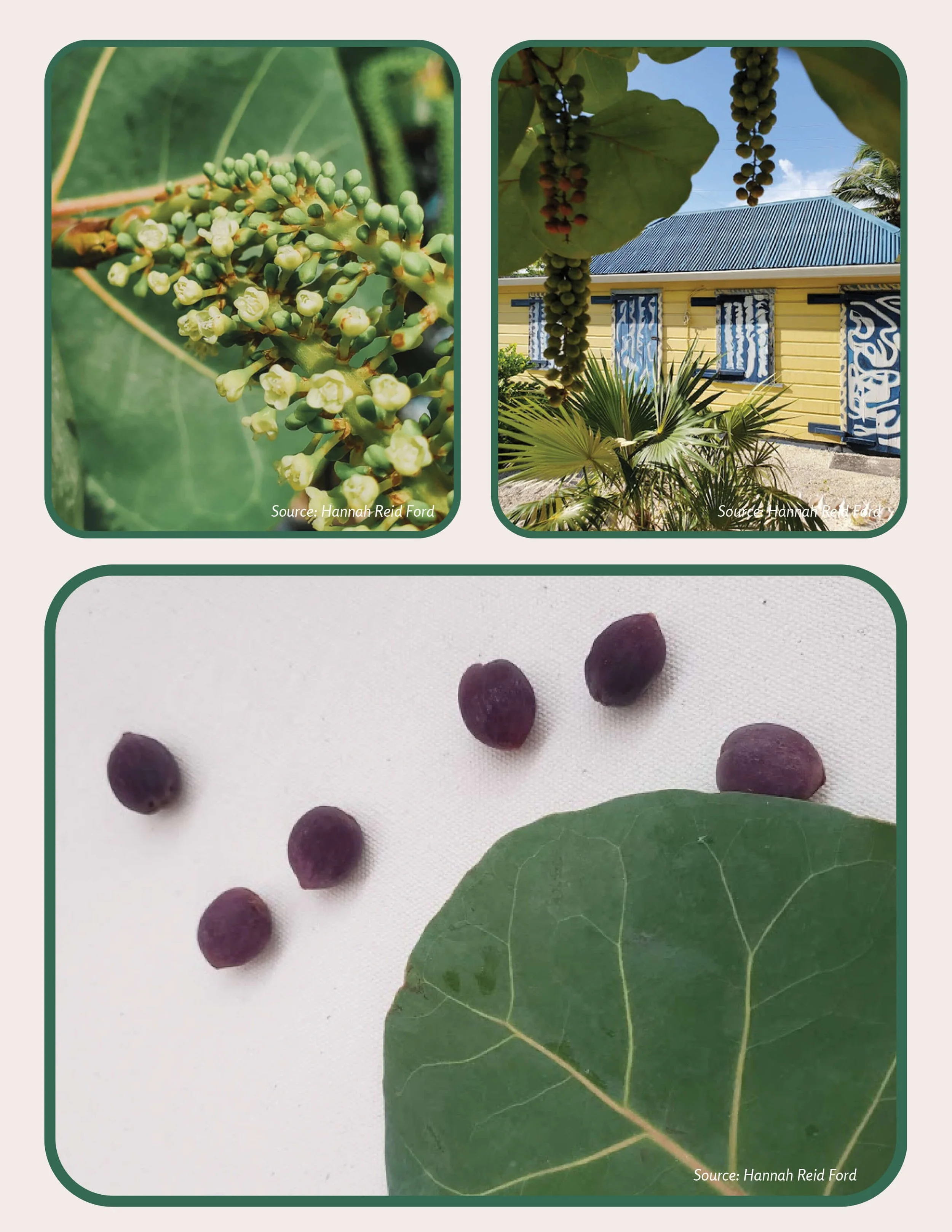 Plant Muses_v1-27.jpg