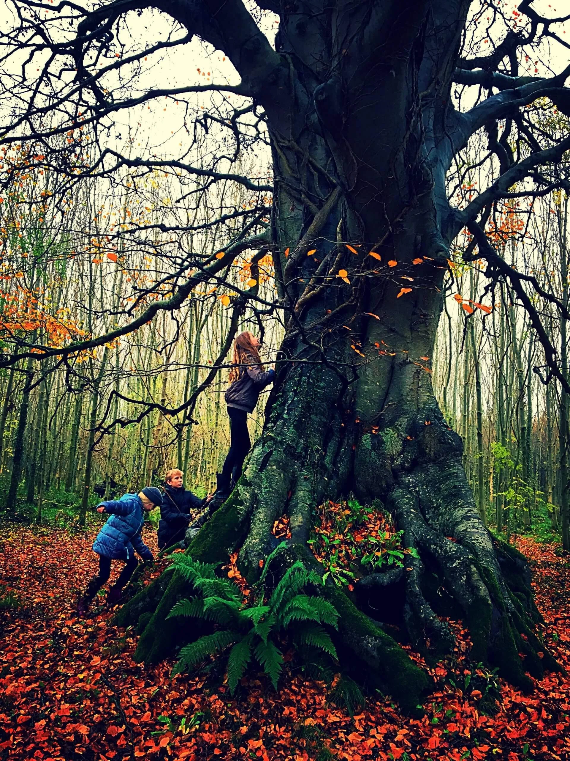 springfield castle tree.jpeg