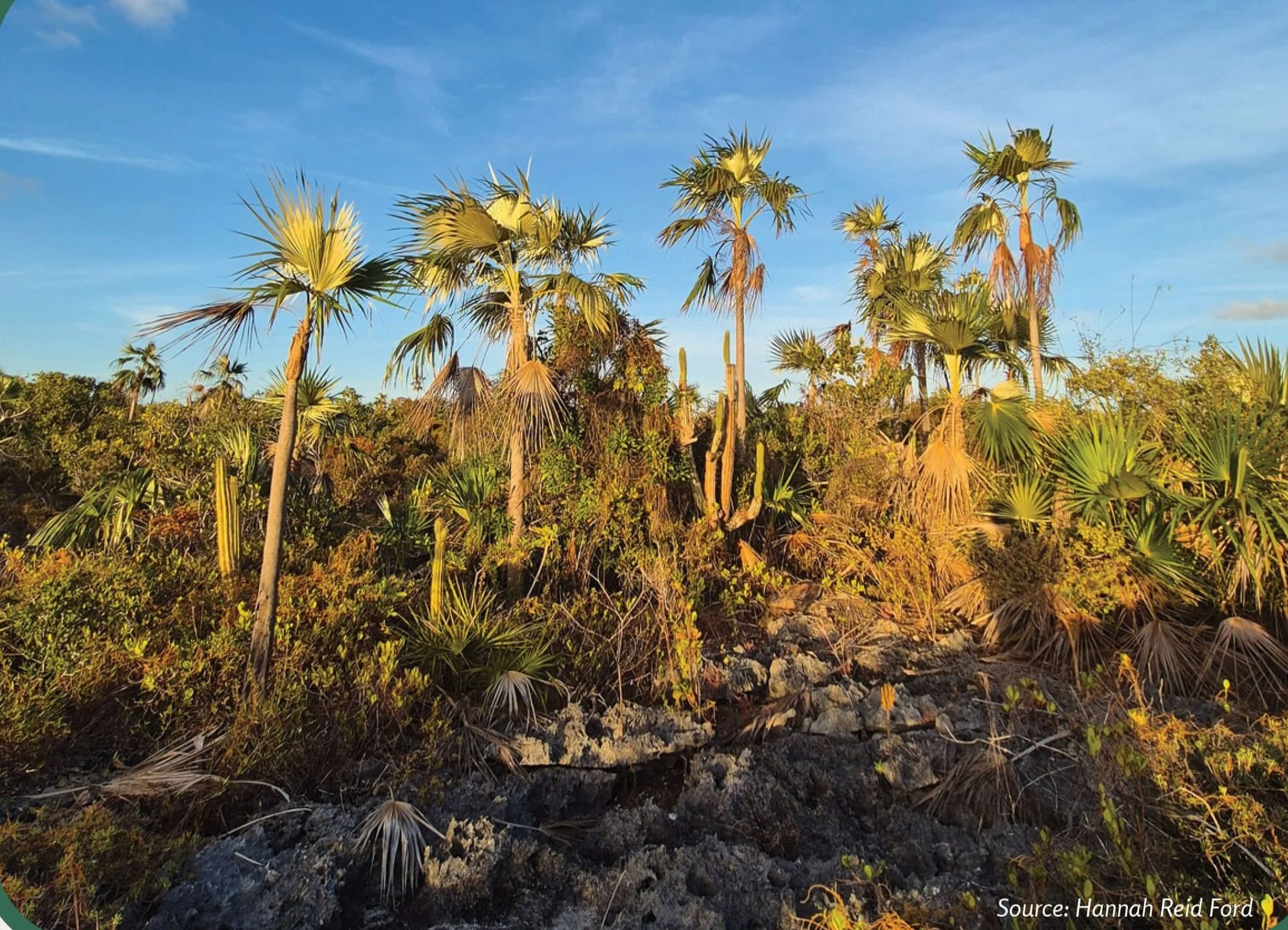 Plant Muses_v1-3.jpg