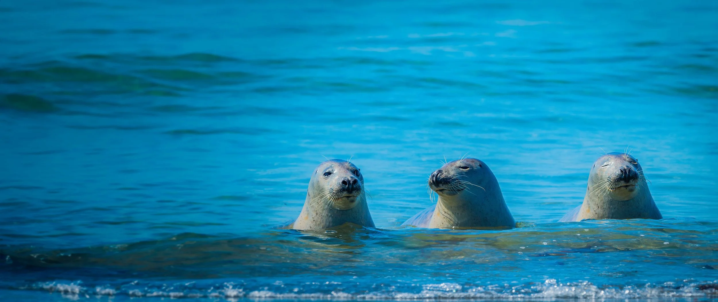 3 seals in waterAdobeStock_730420474-compressed.jpeg