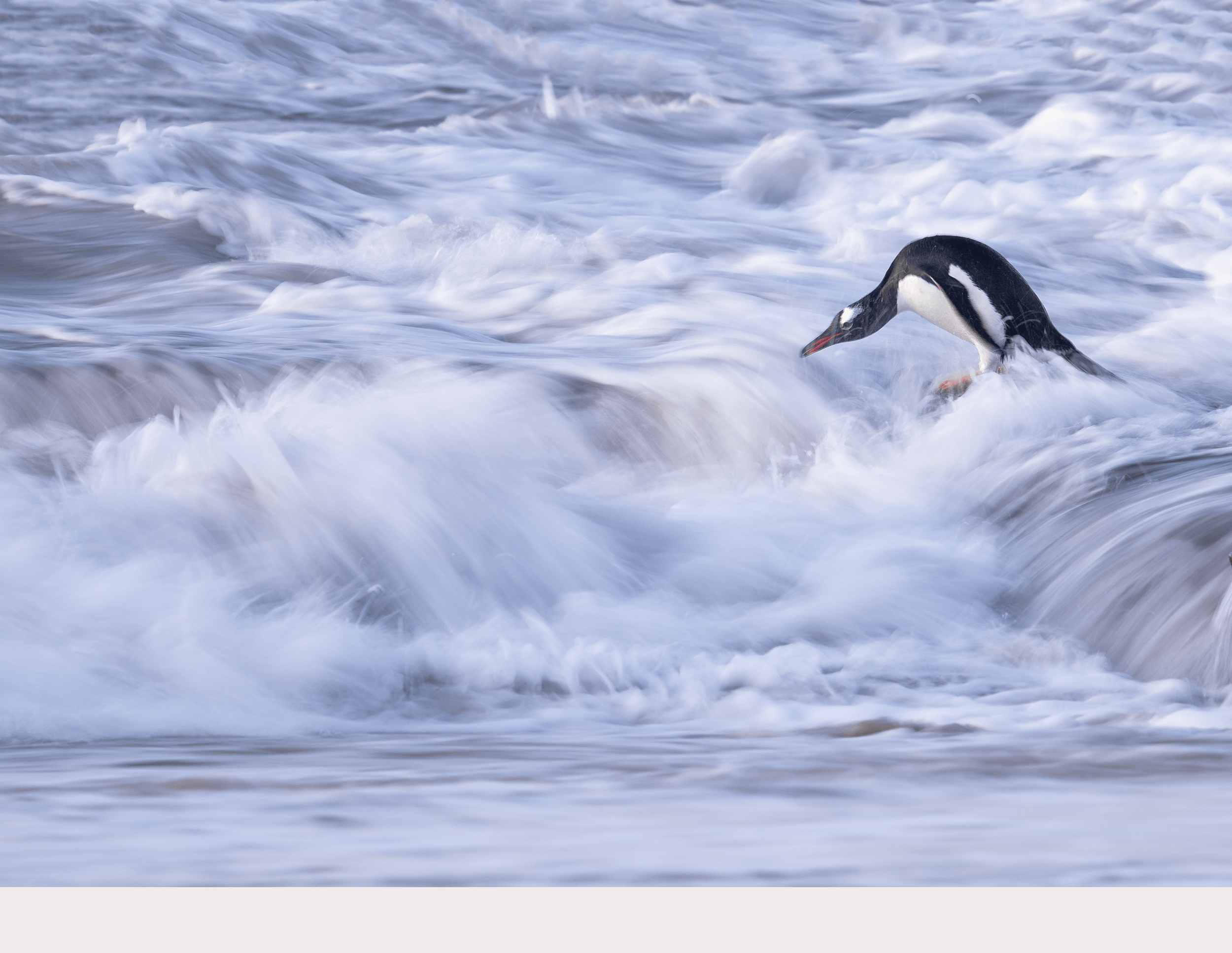 Jacqueline_Burke_Gentoo_Penguin-in-Surf-compressed.png