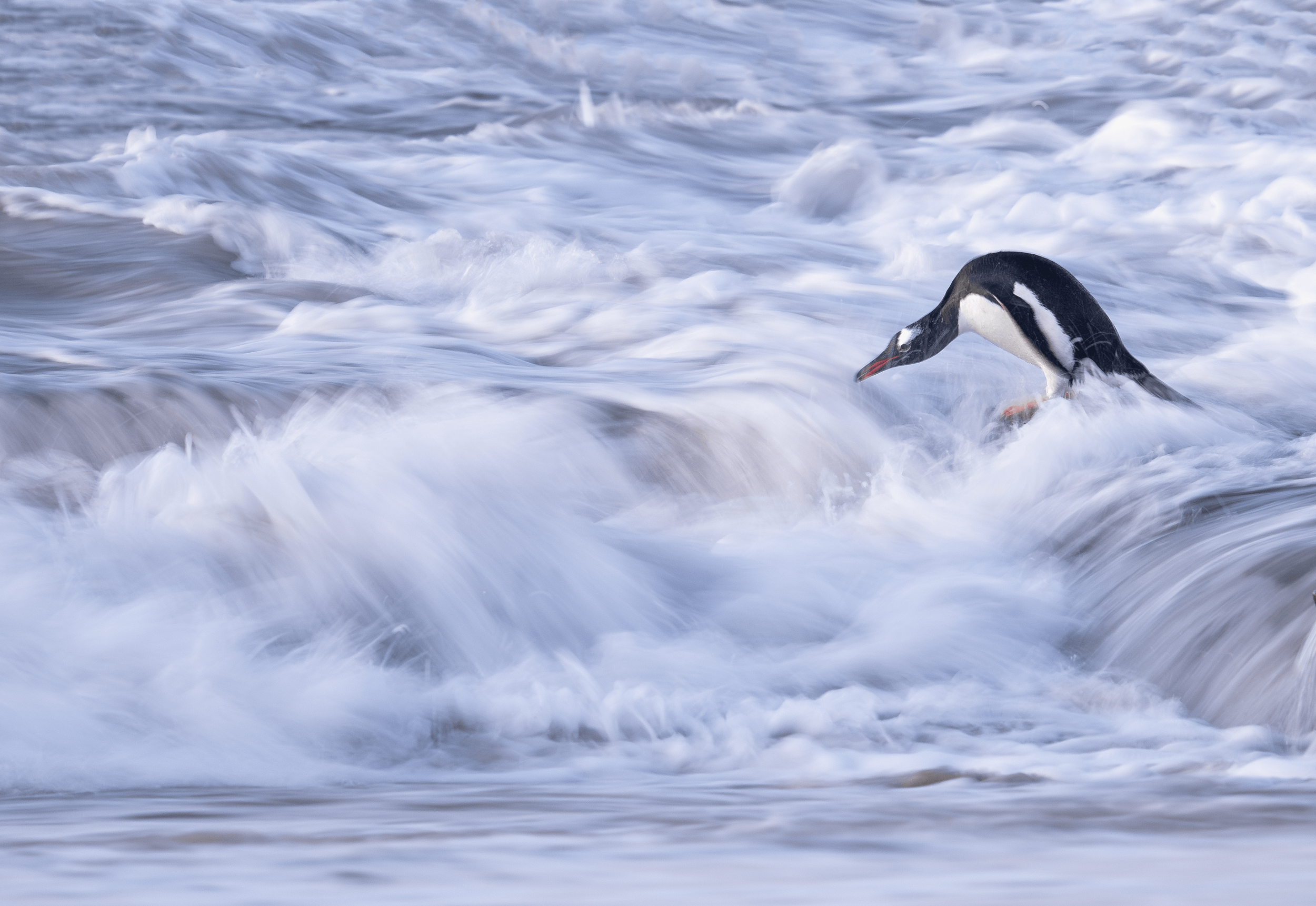 Jacqueline_Burke_Gentoo_Penguin-in-Surf-compressed.png