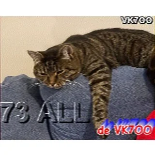 SSTV NET - 6 Aug 2026