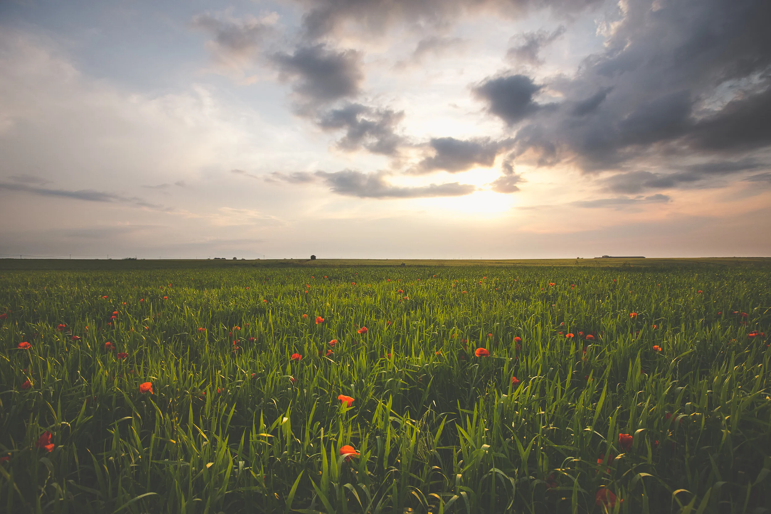 LA STORIA — MILONIA