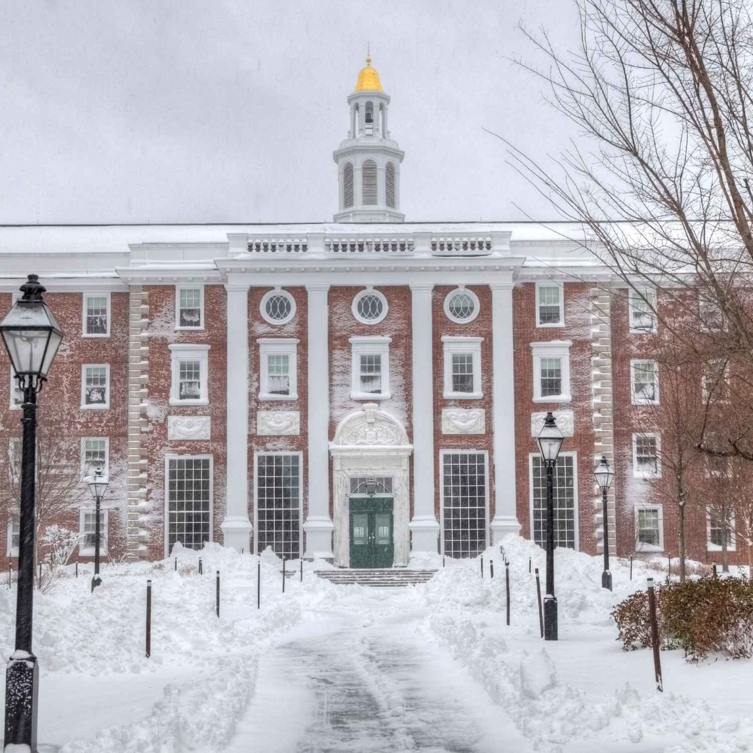 Harvard law successful applicant
