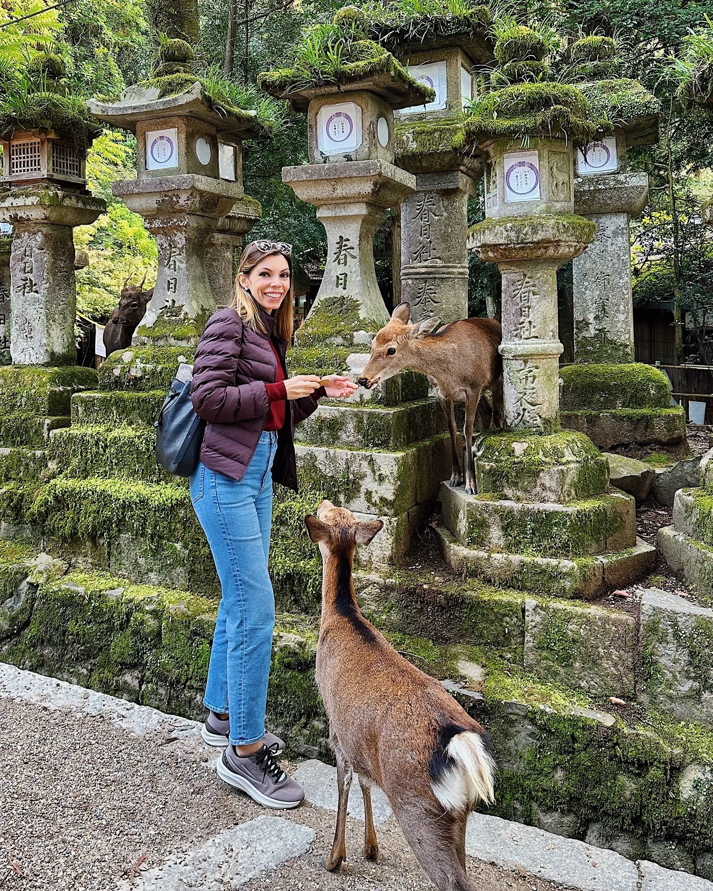Spent the cutest day with the bowing deer of Nara 🥹

Considered sacred since the 8th century, these deer were believed to be messengers of the gods - so they still roam freely around the temples and parks today. 

More than 1,000 deer live in the ci