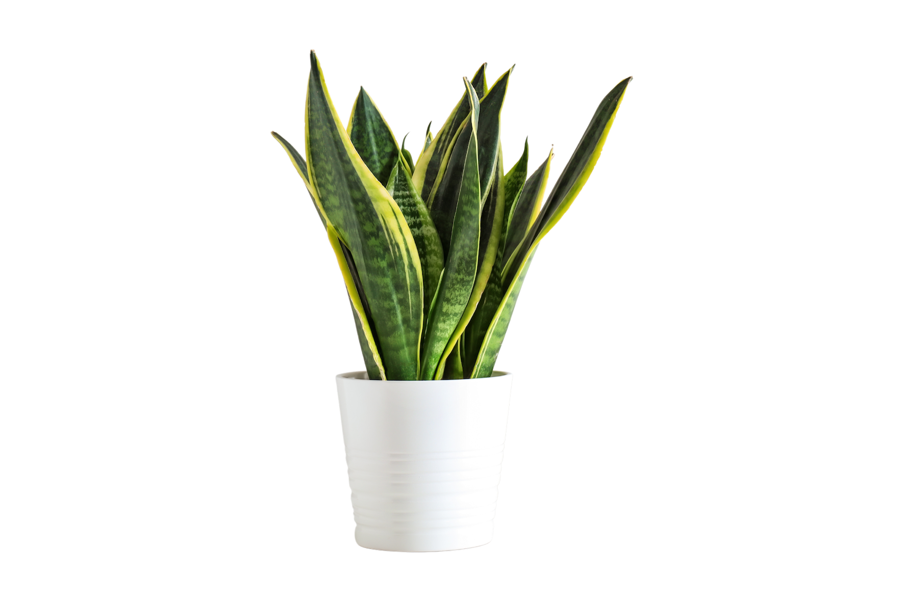 Indoor Jungle HAVENIST indoor-jungle-havenist