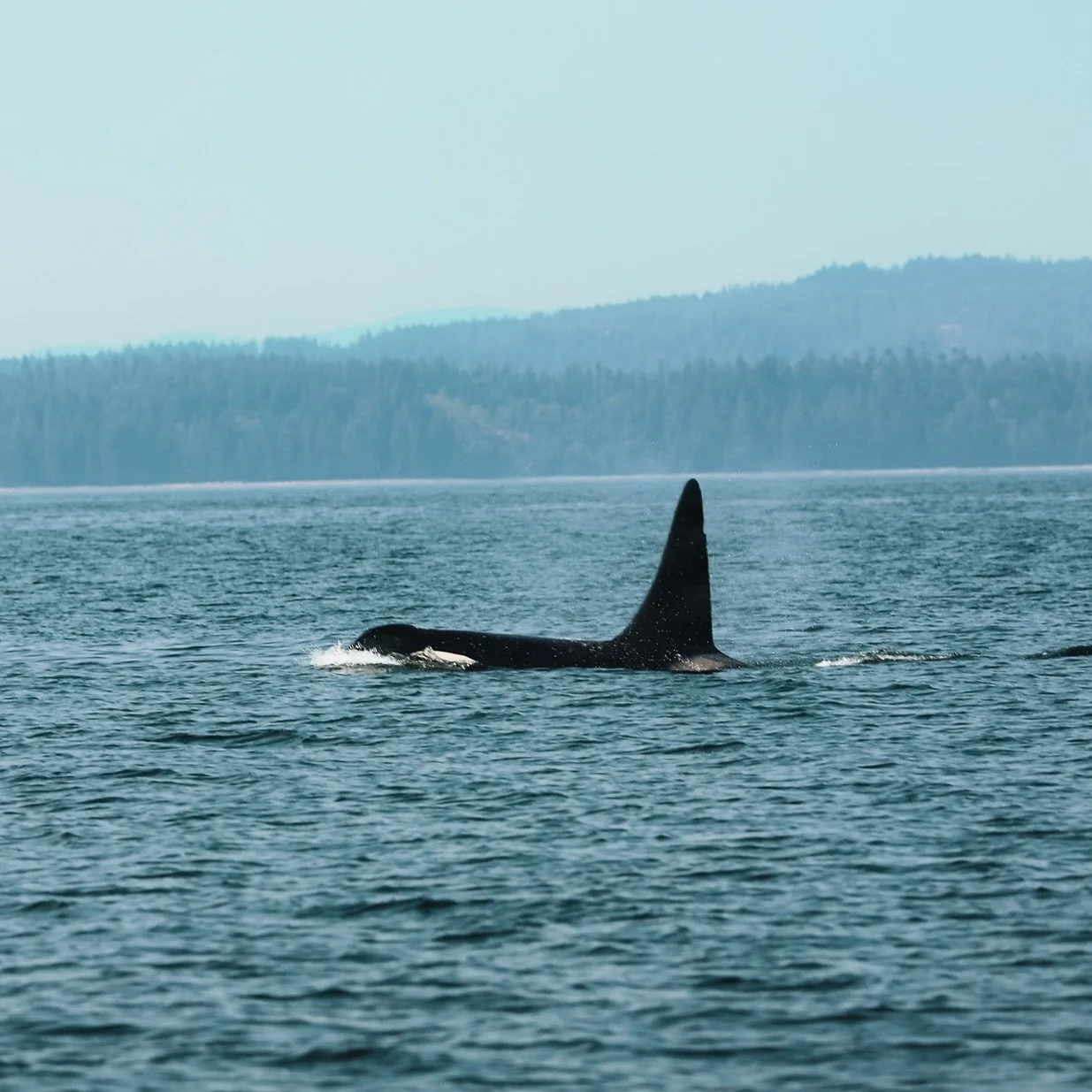 🇨🇦 A breathtaking encounter with a transient male Orca &mdash; a powerful mammal known to the Canadian waters of the Bute Inlet, within the territory of the Homalco First Nation near Campbell River and Quadra Island. 

🌊These are more than wild wa