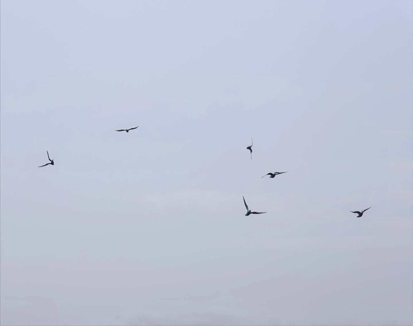 Dancing gulls on Campbell River BC 
On our way back to the harbour after 8hrs at sea watching whales &amp; visiting indigenous islands 🌊 

📸 Canon 70/200 lens 

#vancouverislandbc🇨🇦 #gulls #canadabc🇨🇦 #dancingbirds