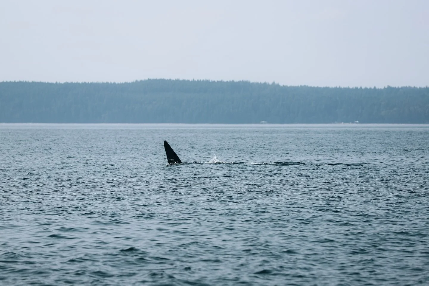 🇨🇦 😭 Orcas 

As we traveled up the Bute Inlet of Vancouver Island &amp; mainland from Campbell River &amp; we encountered many Orcas - they are magestic beings and their scale is beyond what we ever imagined @ddibsfpv on the @homalcotours 🫶🏼

Th