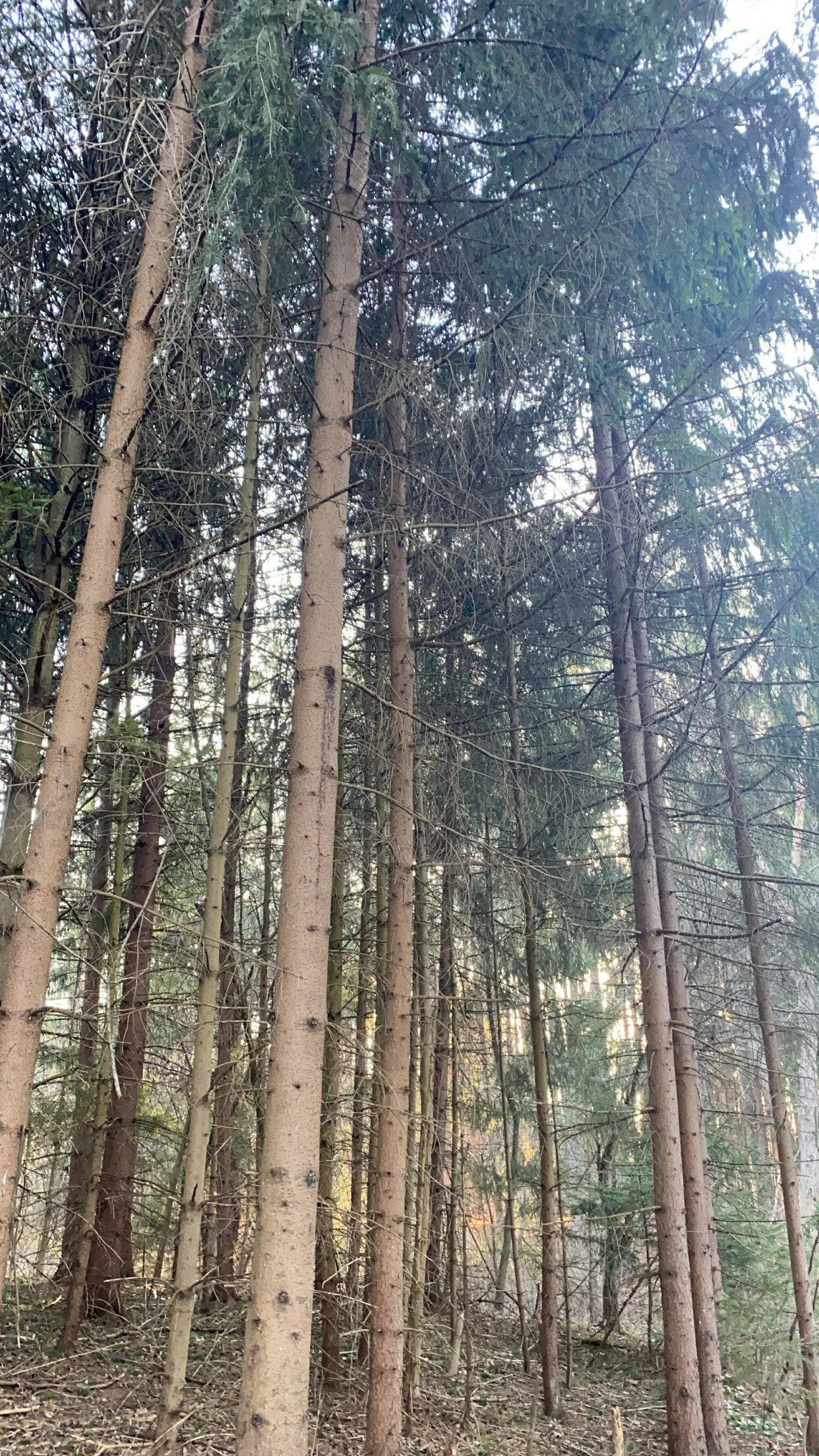 Reviews 1 — Dirty Paws & Co.