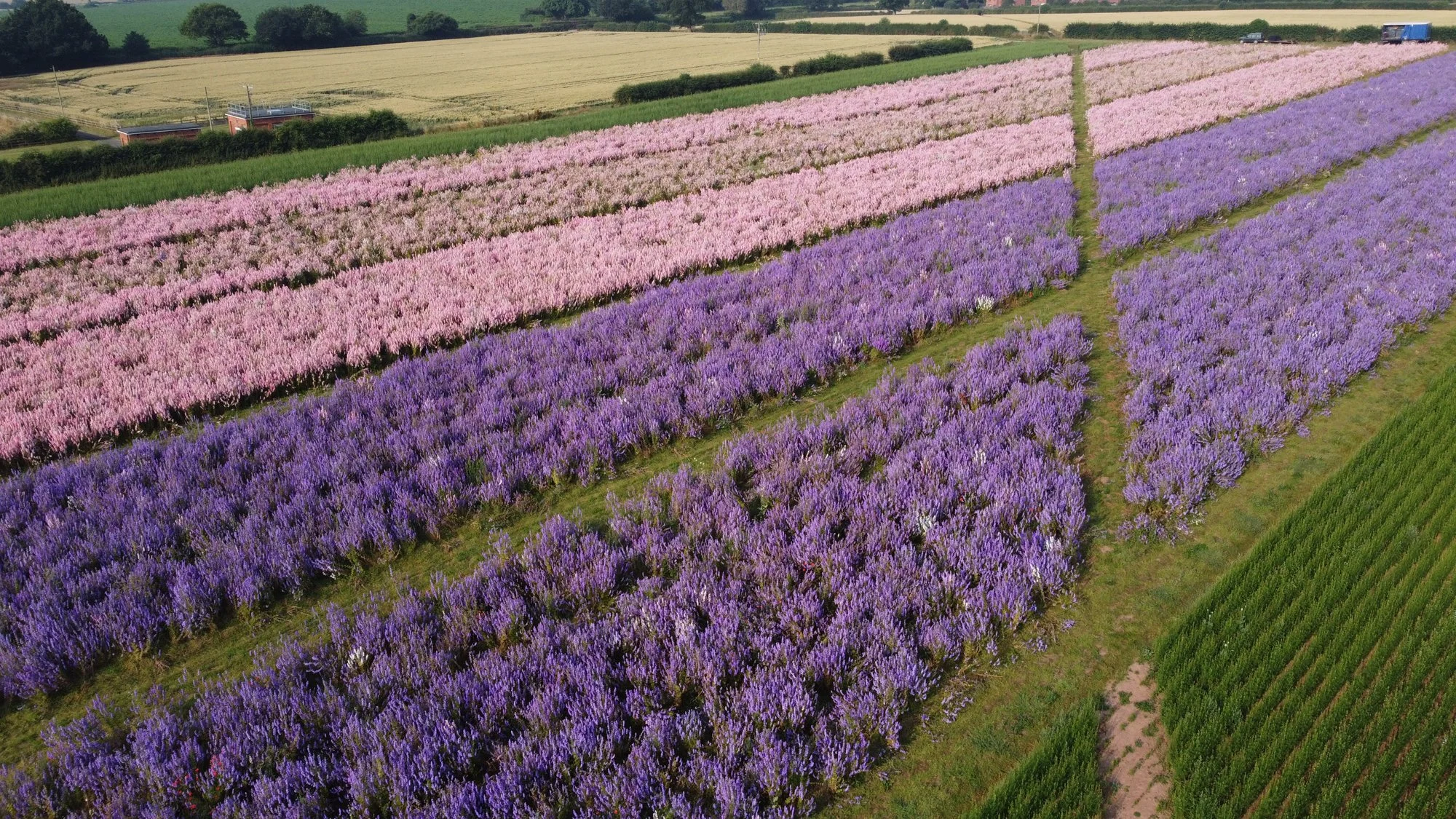 Recommended Supplier - Shropshire Petals