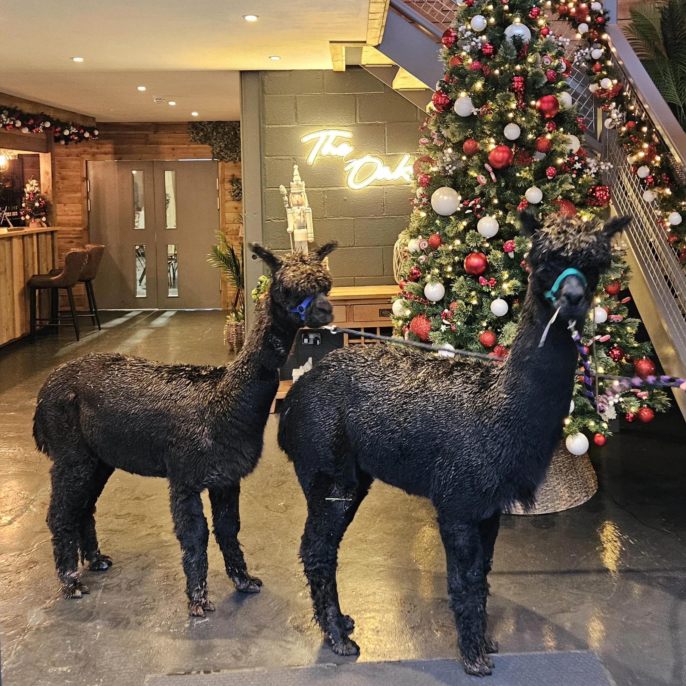 Christmas at The Oaks 2025 01.jpg