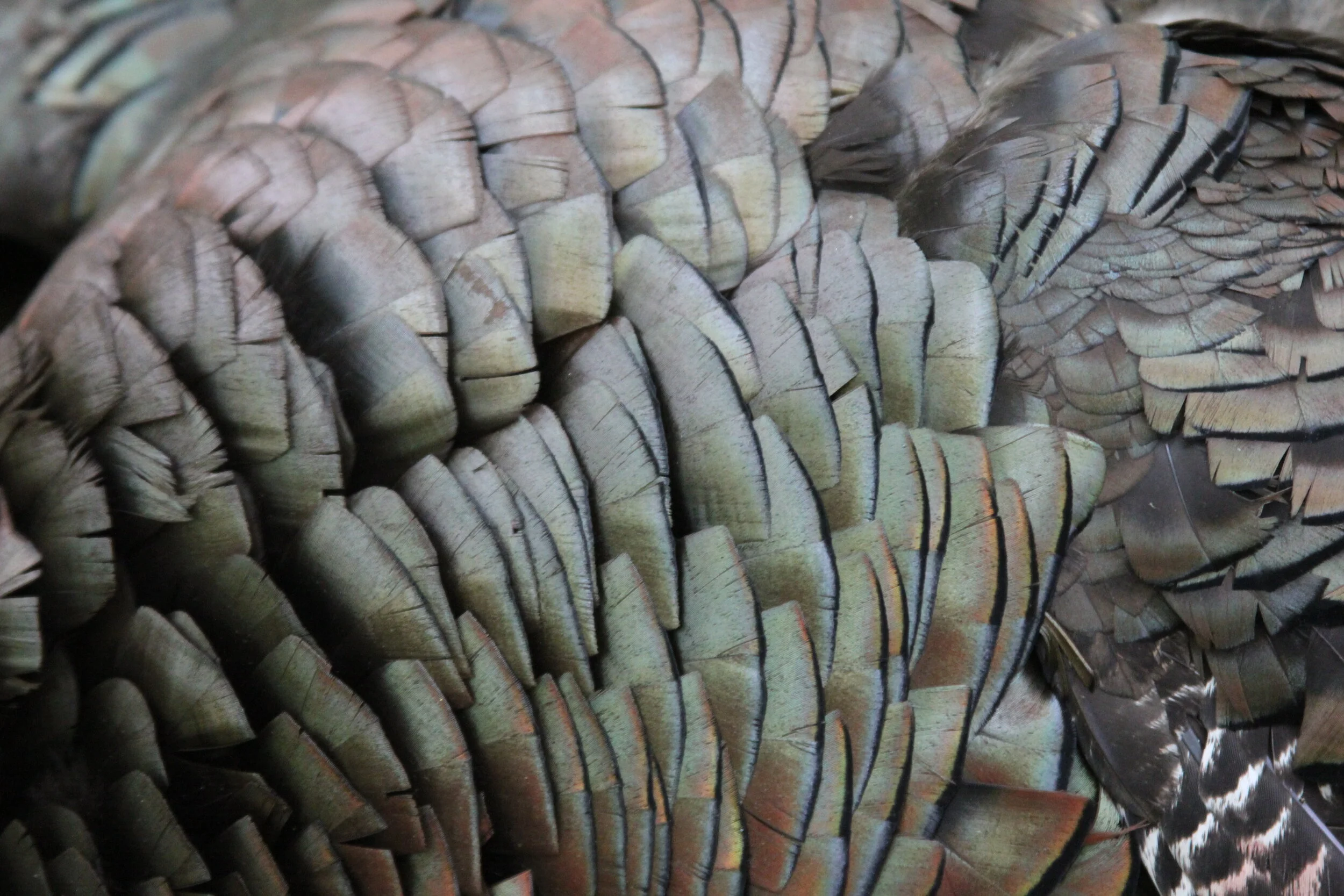 Starting to Figure things out