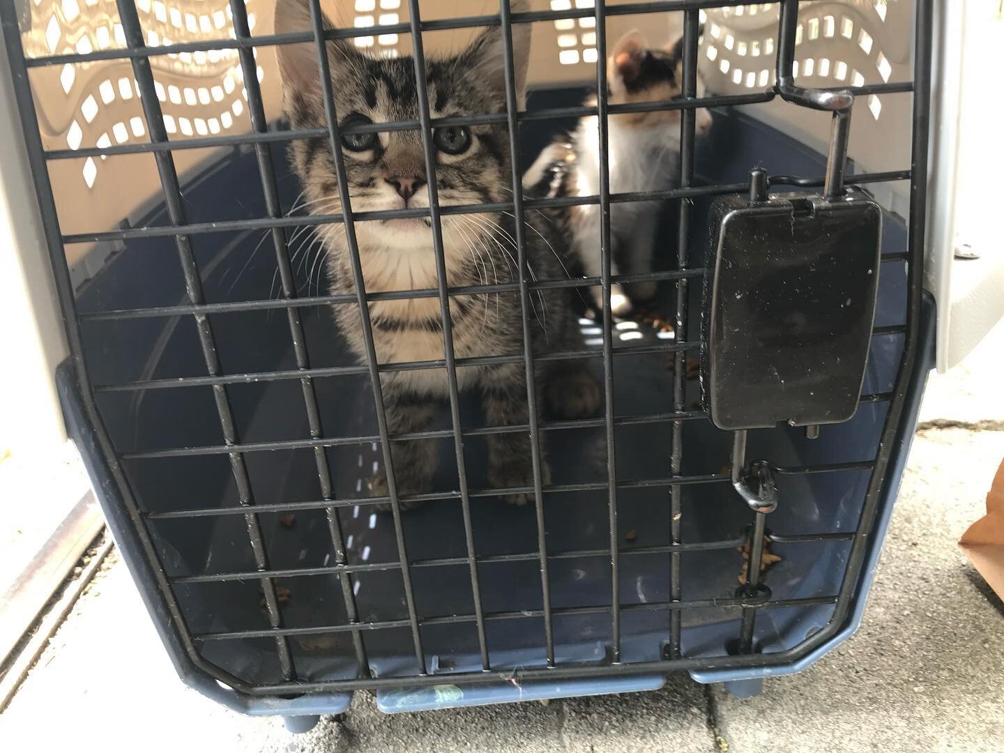 🚨😢🚨 two kittens just came back. Any help with the invoice is appreciate will post soon when i get it sent. 

Thank you 🙏🏽 friends we are grateful for all the support. You help us make this happen and I&rsquo;m truly grateful 🥲 

#godisgood #god