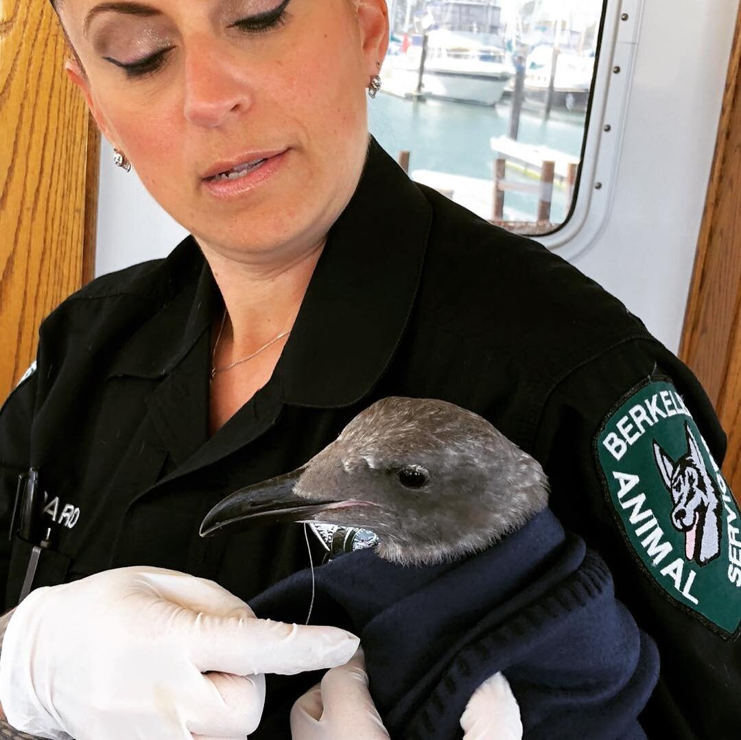 Rescue operations are become more frequent for Tideline Crew and we are thankful for the #berkeleyanimalshelter for helping our flying friends. Both birds suffered from plastic ingestion, so let&rsquo;s do our part and pick up all plastic because our