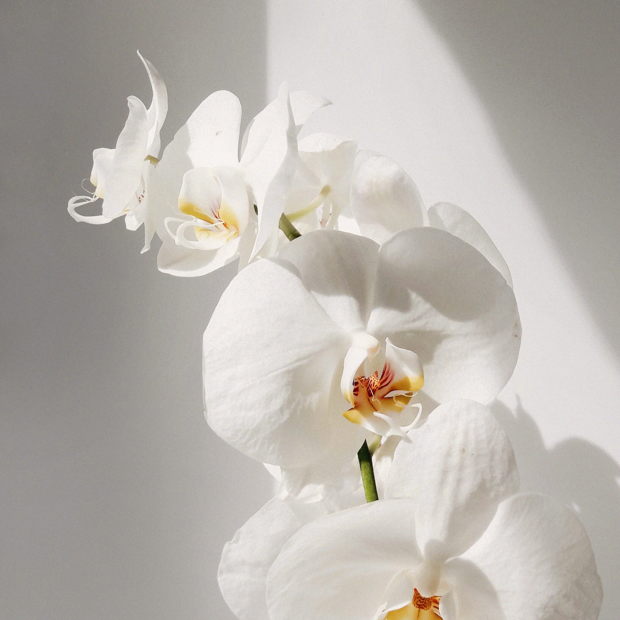 Белая Орхидея Вечерние Платья фото 23