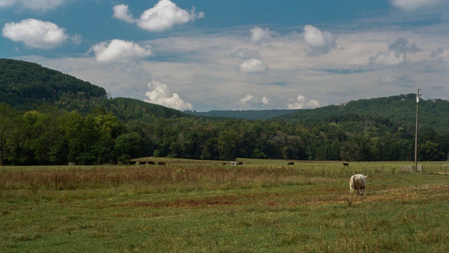 Tennessee Cows
#kodakgold200 #filmphotograpy #NikonFM2