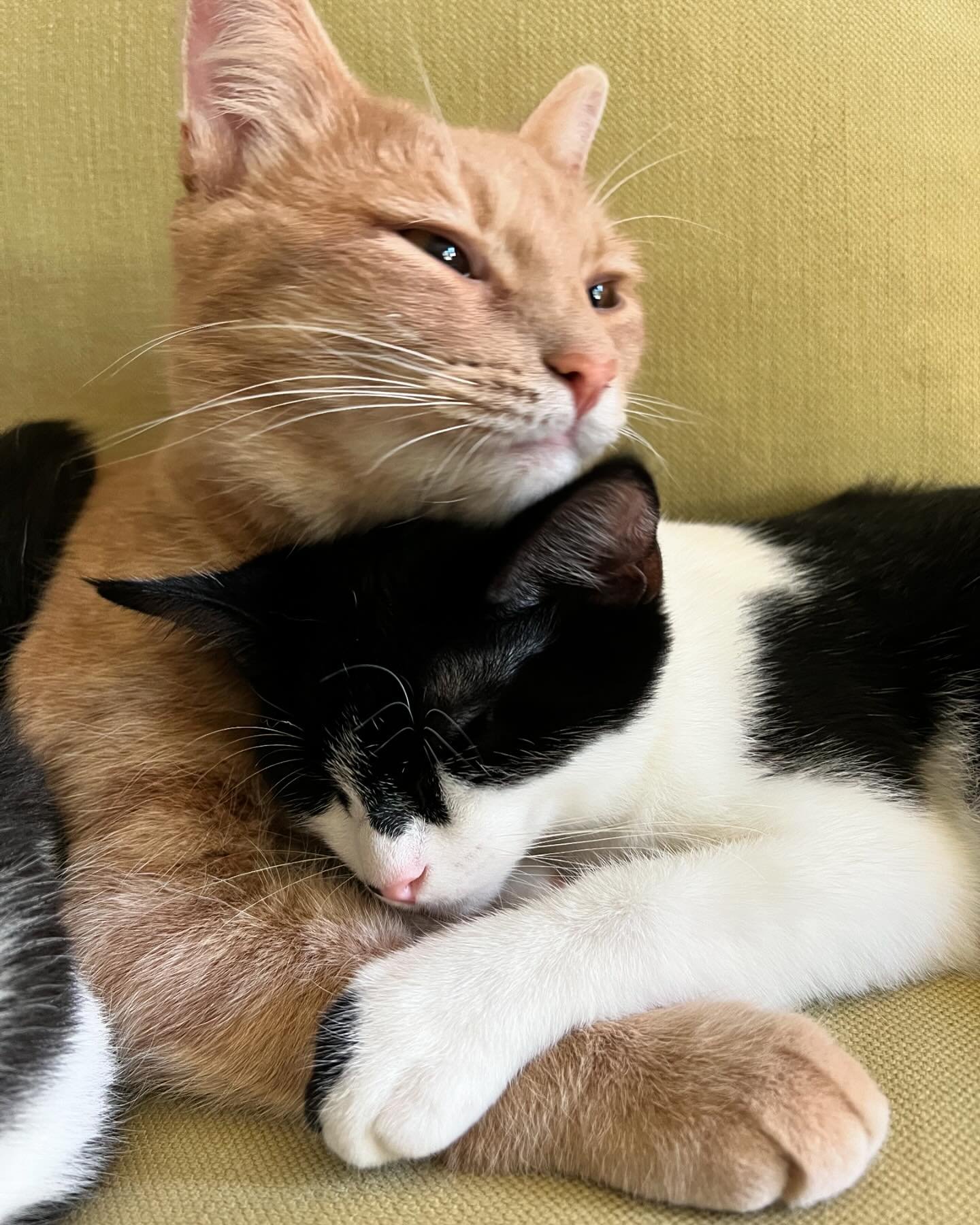 We lost our sweet baby Milo last week.
It&rsquo;s taken me some time to be able to share this. 
Losing him &mdash; such a sweet little innocent baby being &mdash; was a terrible, tragic thing we had to go through. It made no sense. The news came into