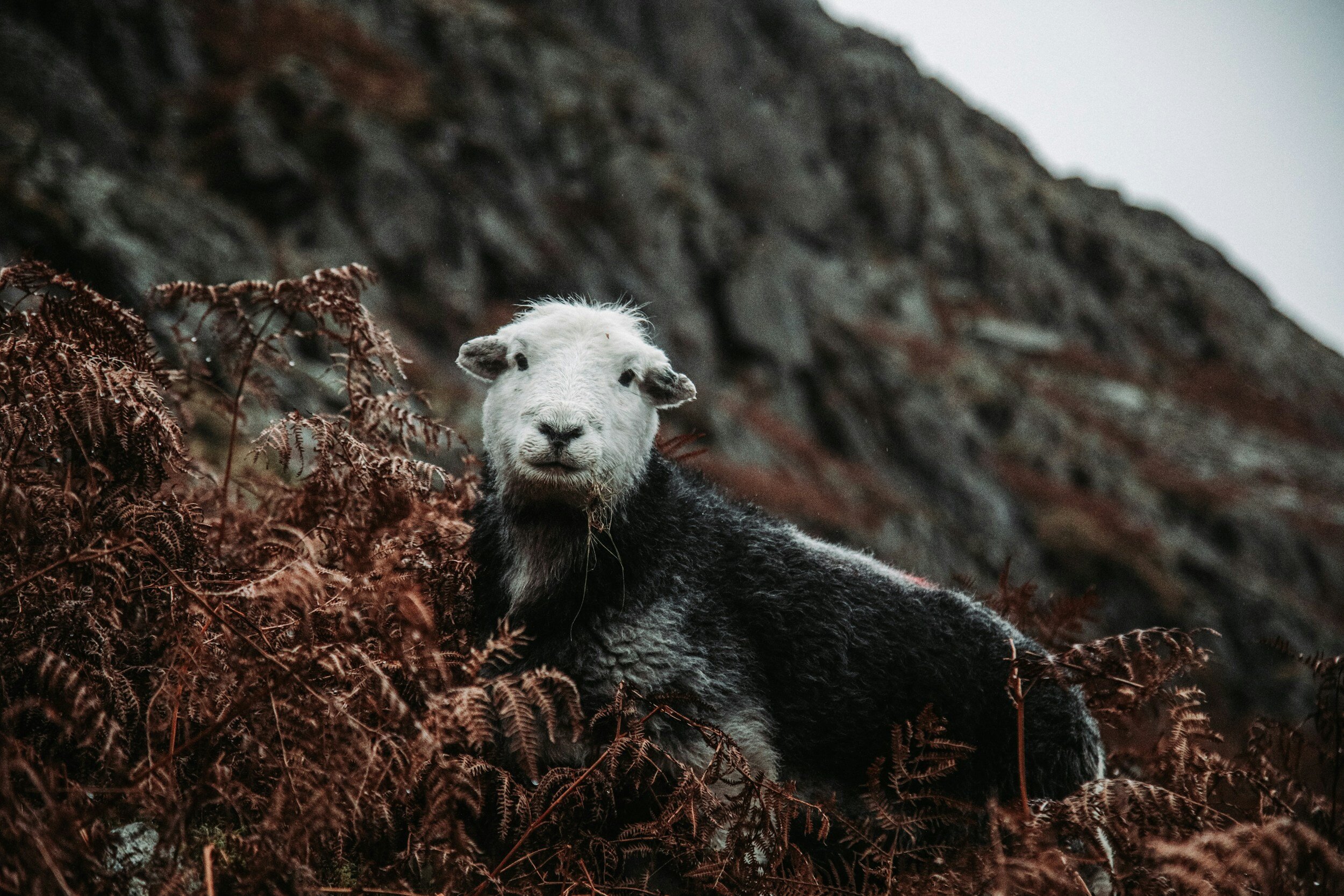 Herdwick sheep