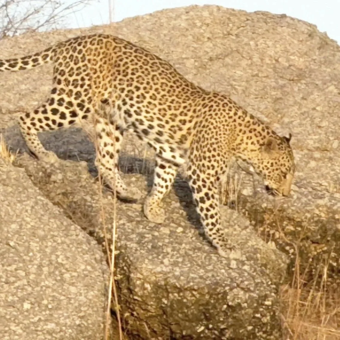 Jawai%2BLand%2Bof%2BLeopards%2B2.jpg