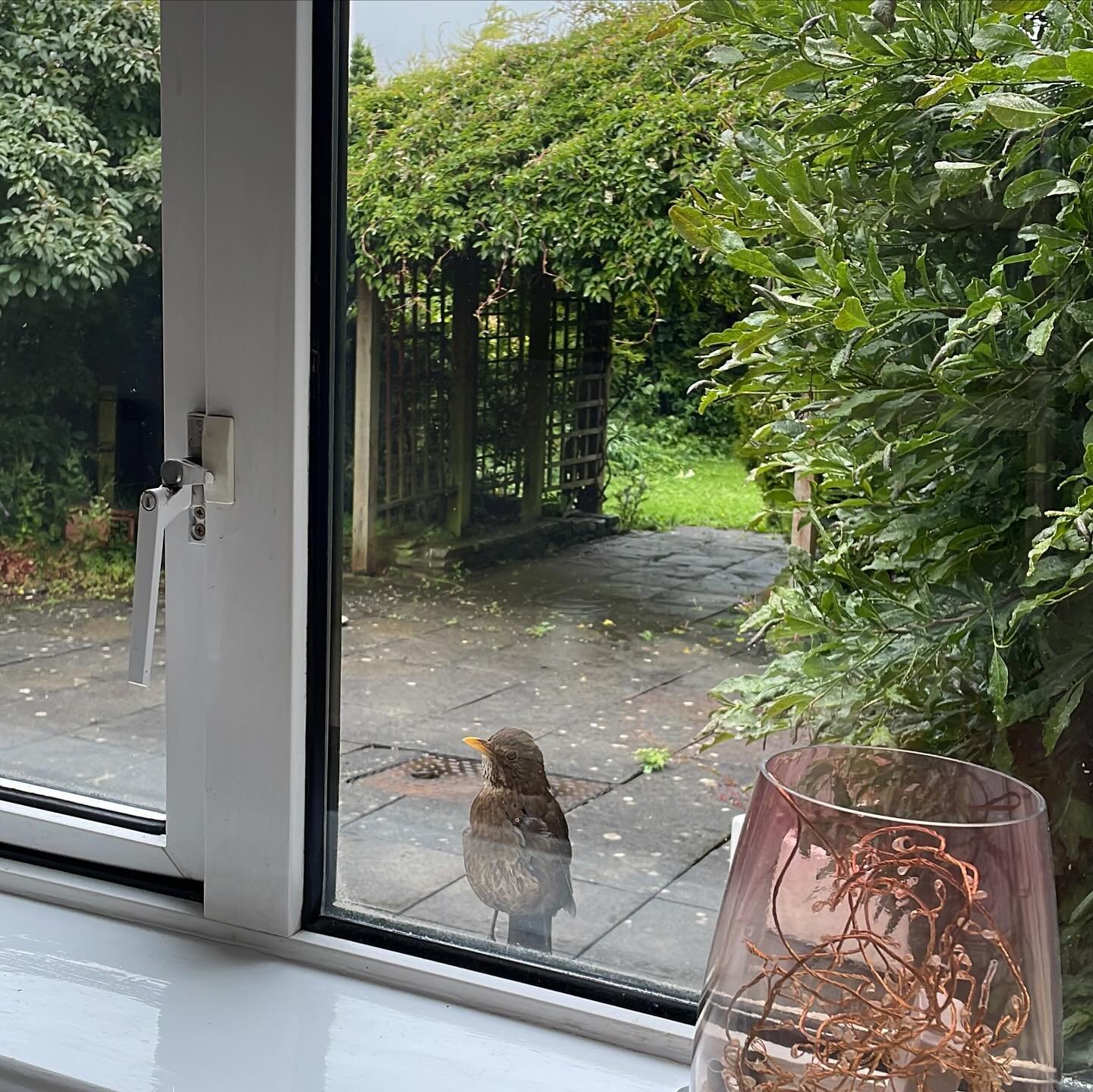 The most unlikely connection I made this year was with a bird. Yep. A bird. It all started after Mama Hedgie came out of hibernation, and I was putting food out for her each night again. This bird seemed to figure out my timings. And in the second pi