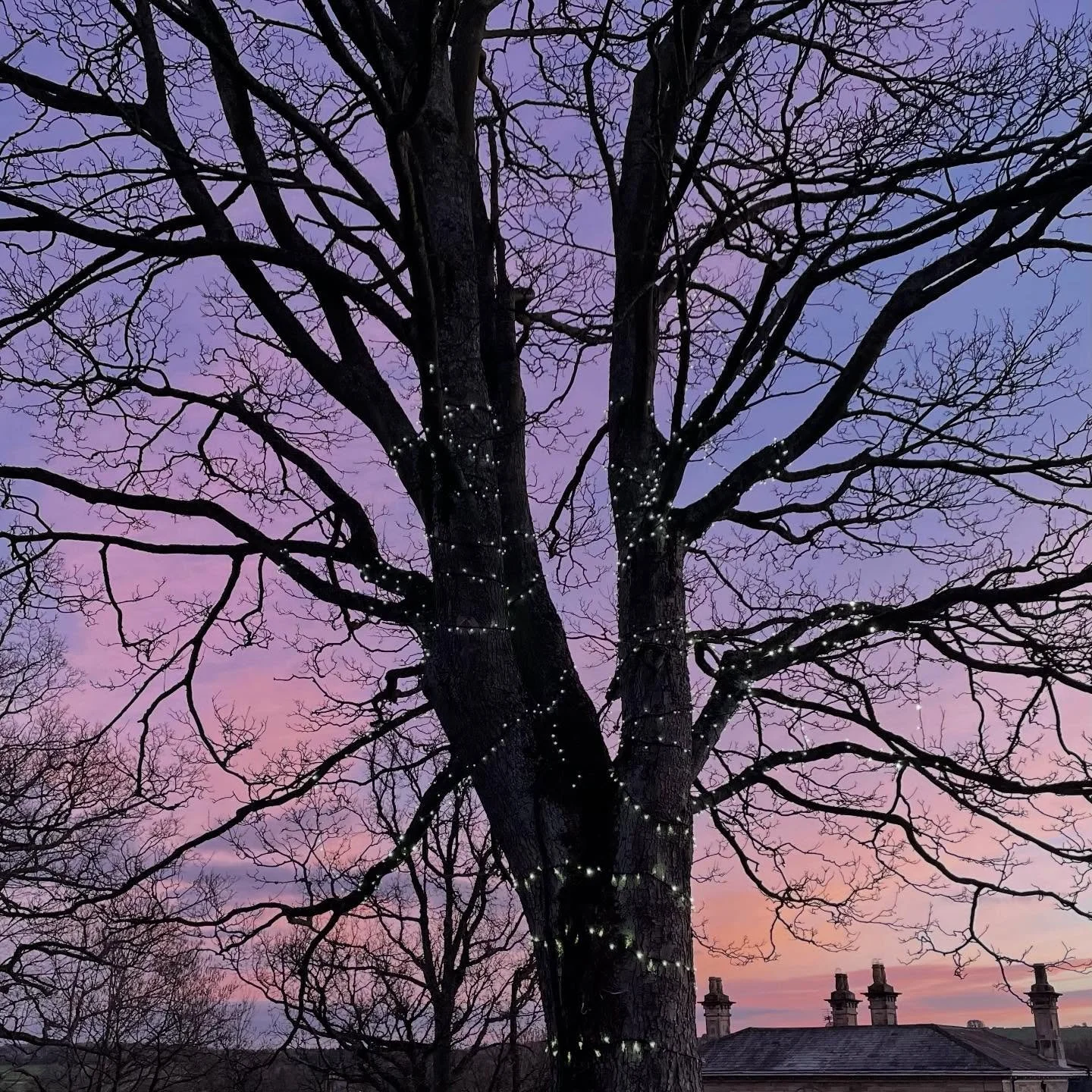 I thought I might share more pictures of the outdoors again. But I scrolled through my photos and discovered I&rsquo;ve only taken two in the entire month of January&mdash;and they are both from the 1st. 🤯 Proof it&rsquo;s been a cold and wet month 