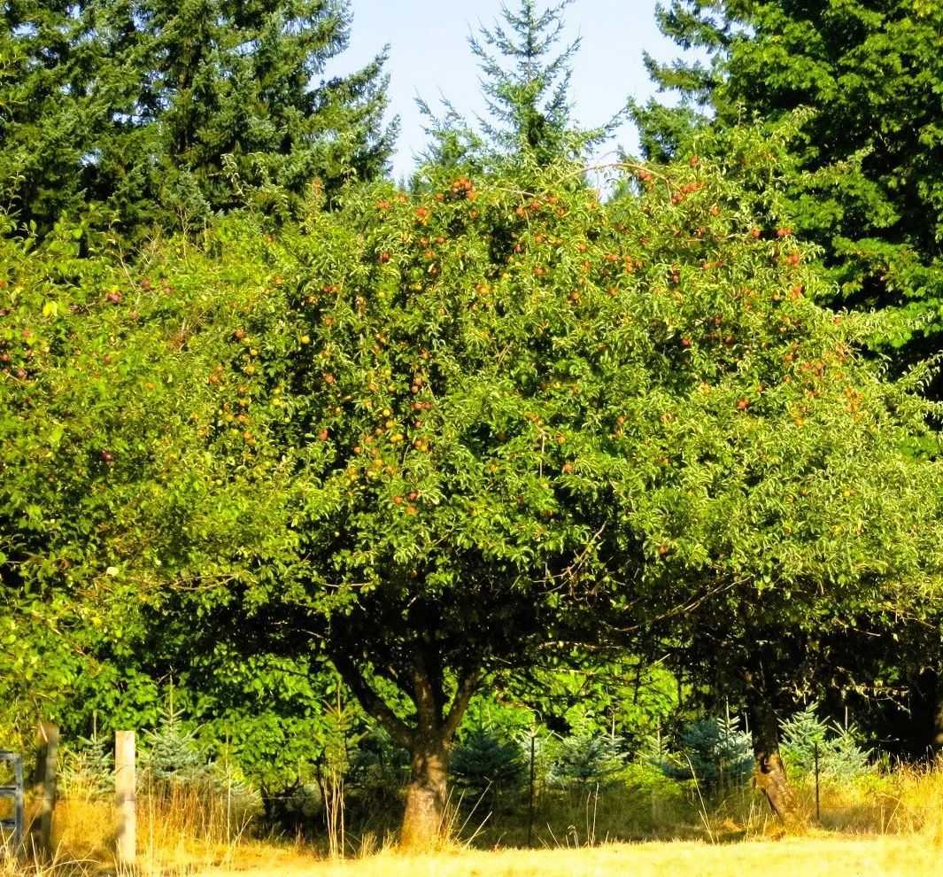 apple tree.JPG
