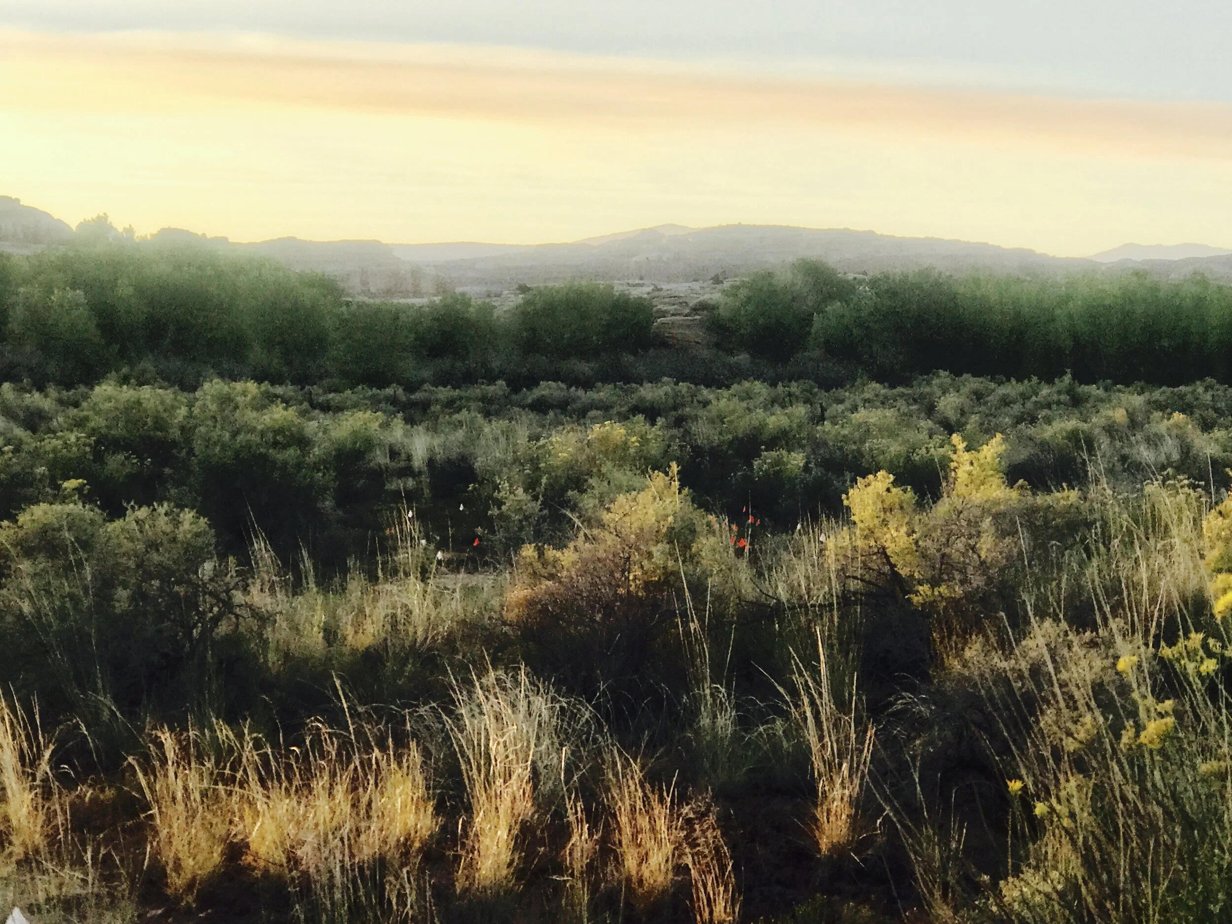 Grassland vulnerability to future climate change