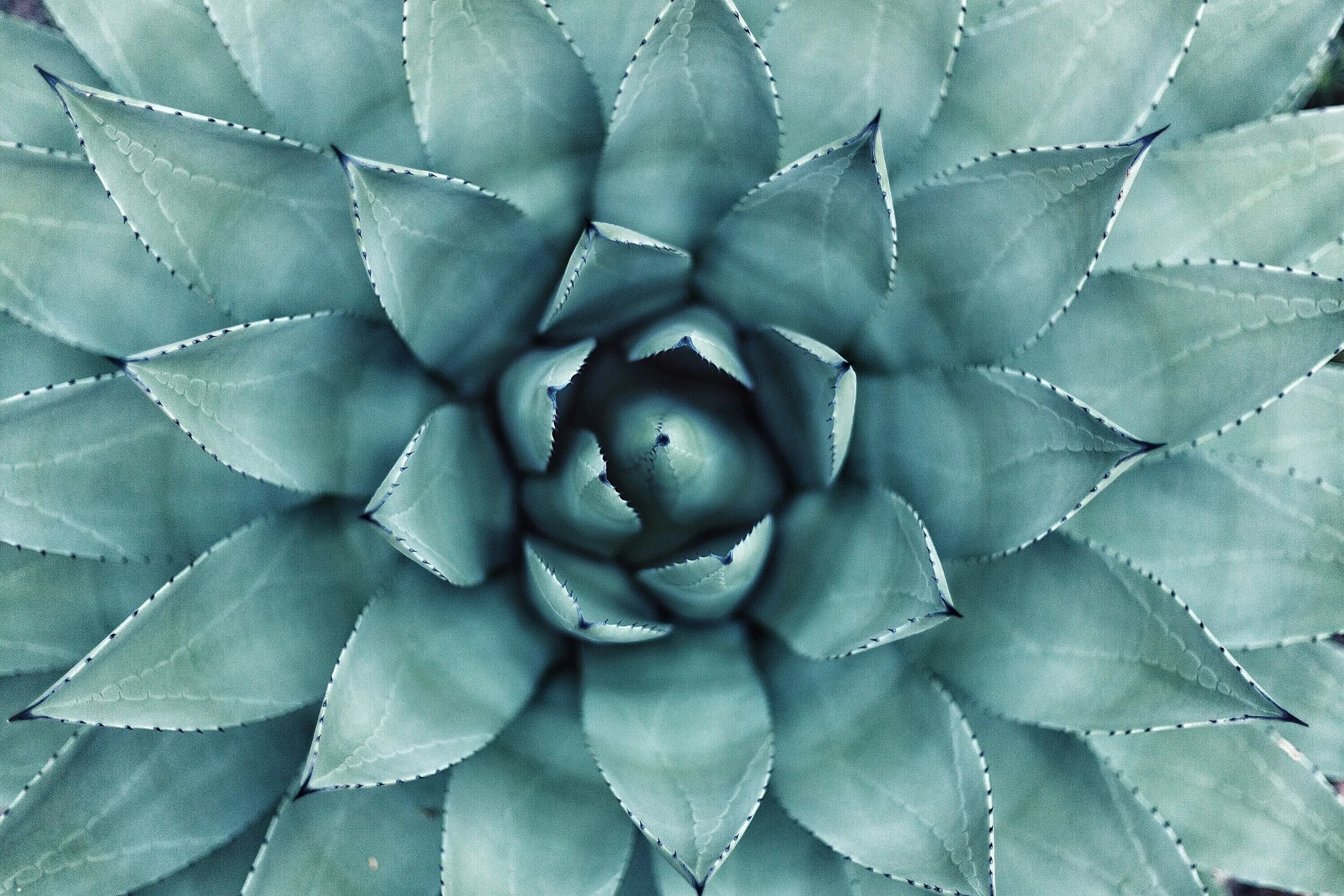 Close-up of a blue-green succulent plant with pointed, fleshy leaves arranged in a rosette pattern.