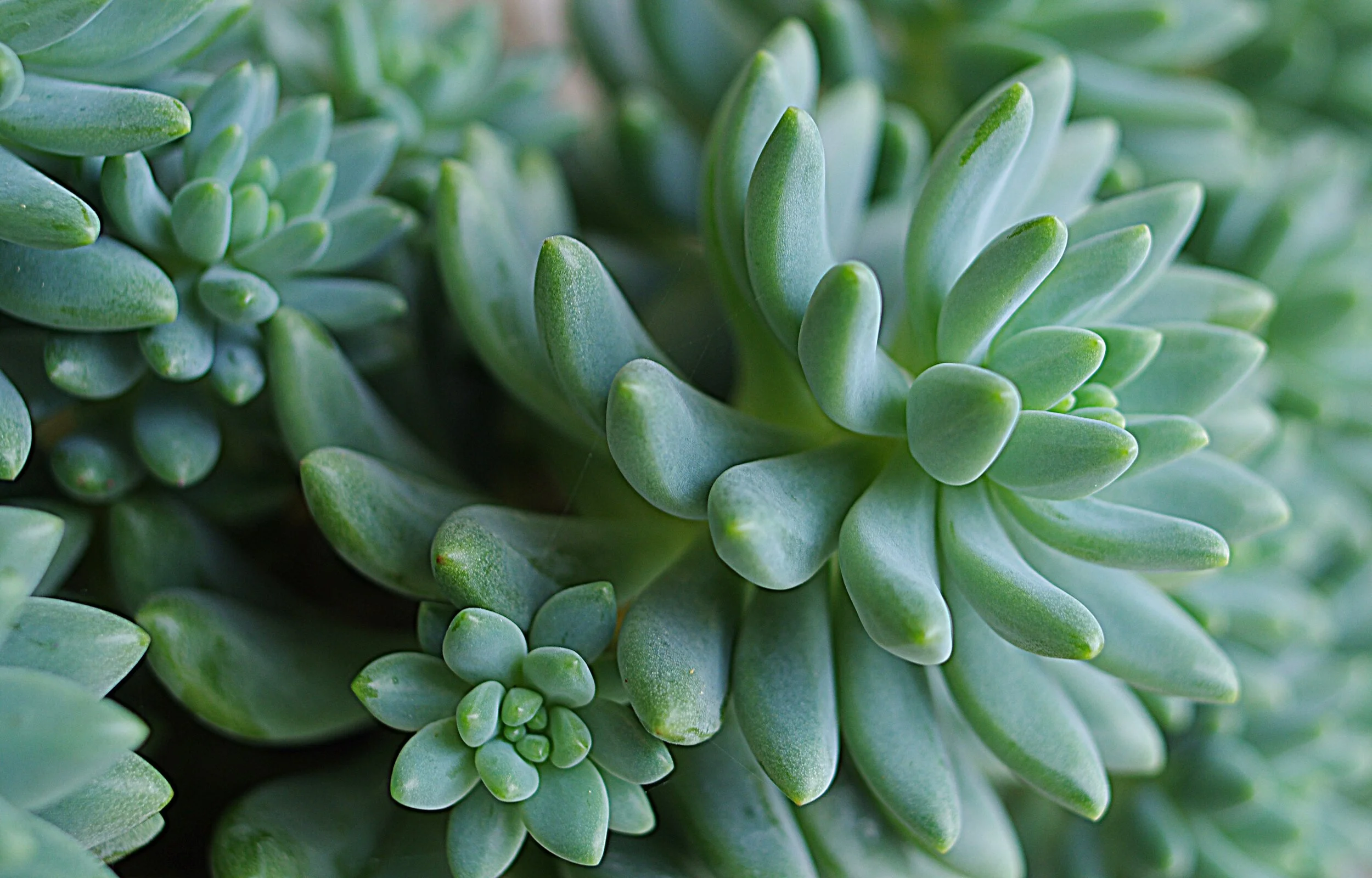 Close-up of green succulent plants with thick, fleshy leaves.