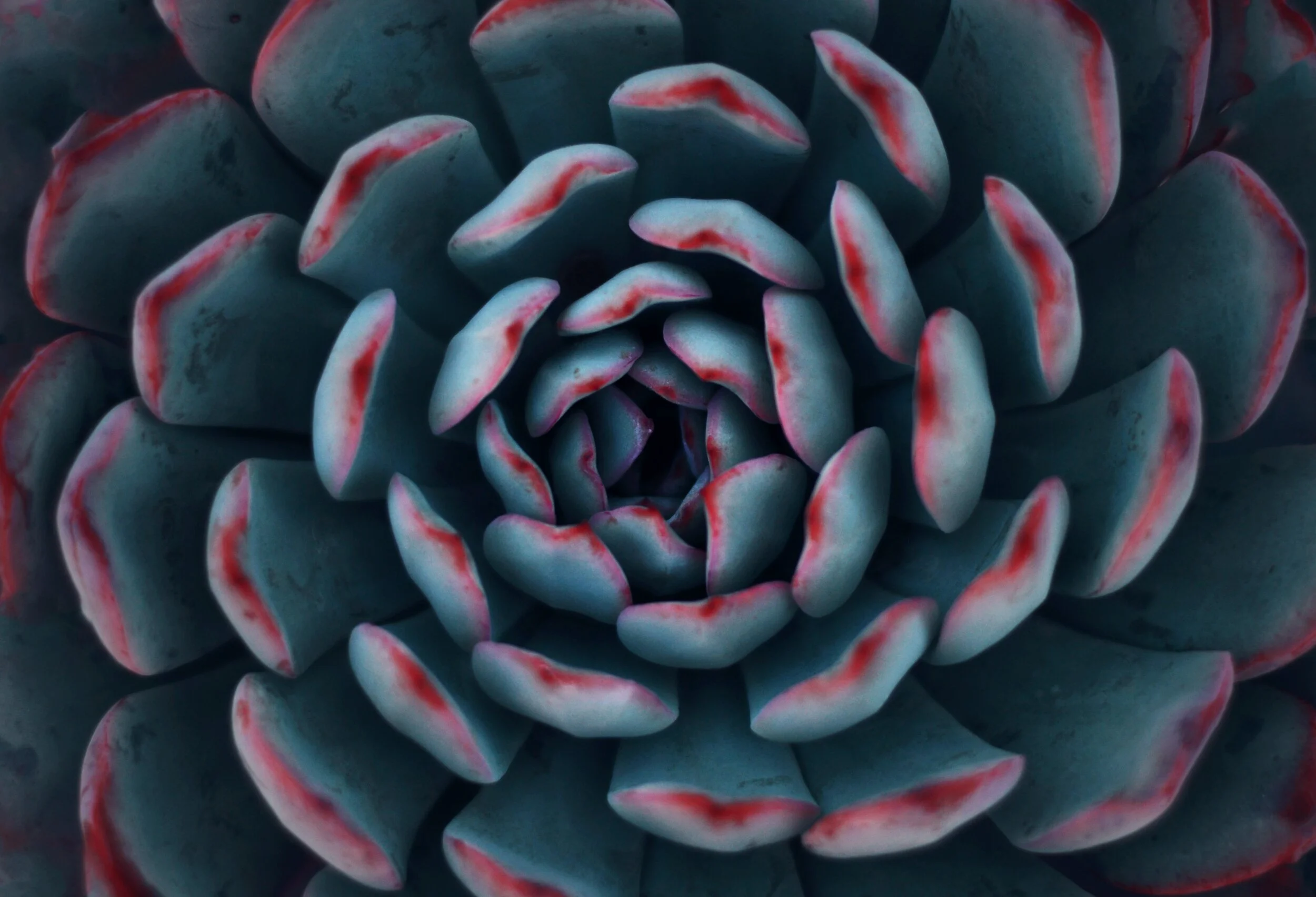 Close-up of a succulent plant with blue-green leaves and red tips.