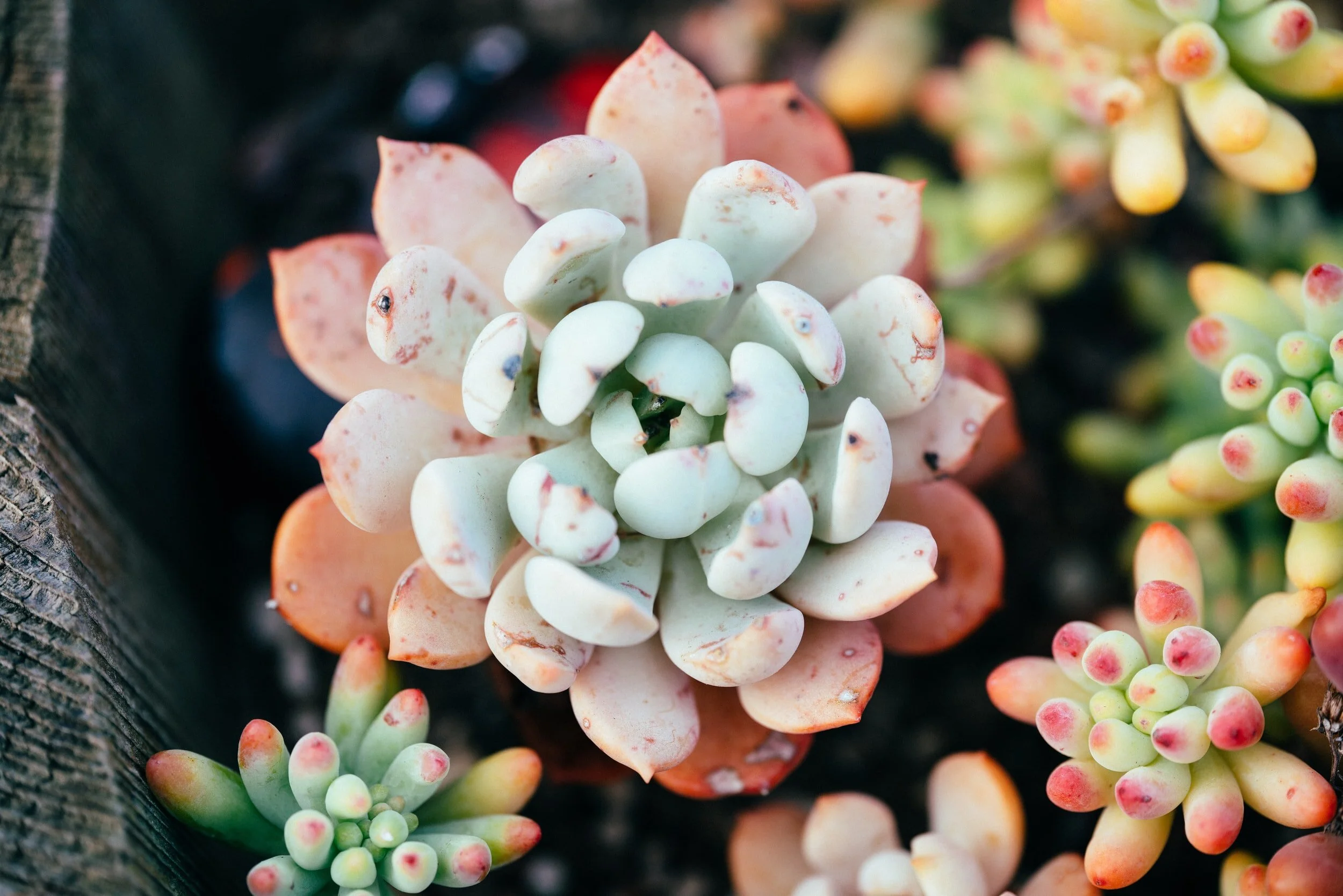 Close-up of assorted succulents with pale green, pink, and orange leaves growing in soil.