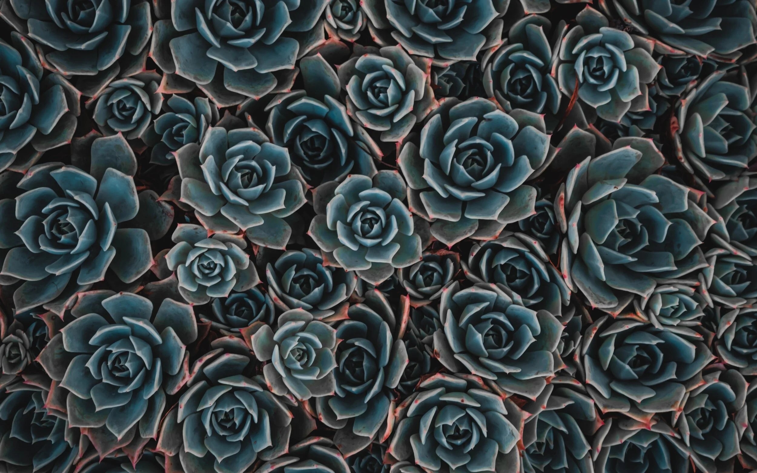 A dense cluster of blue-green succulent plants with thick leaves.