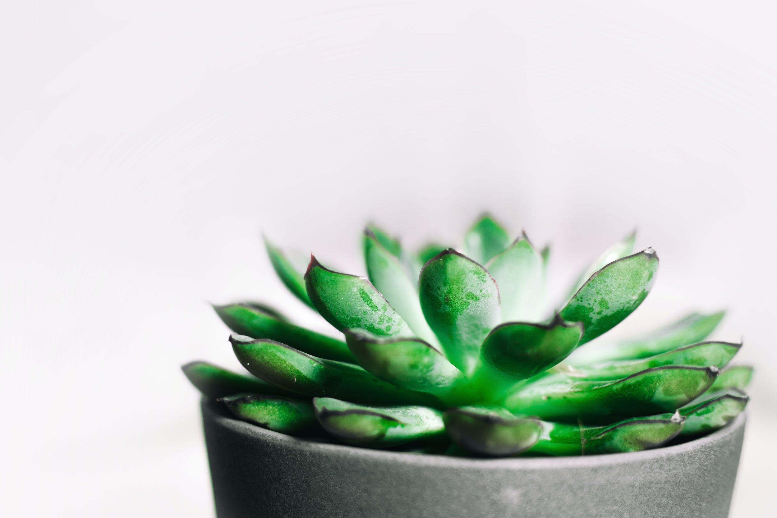 Close-up of a green succulent plant in a gray pot against a white background.