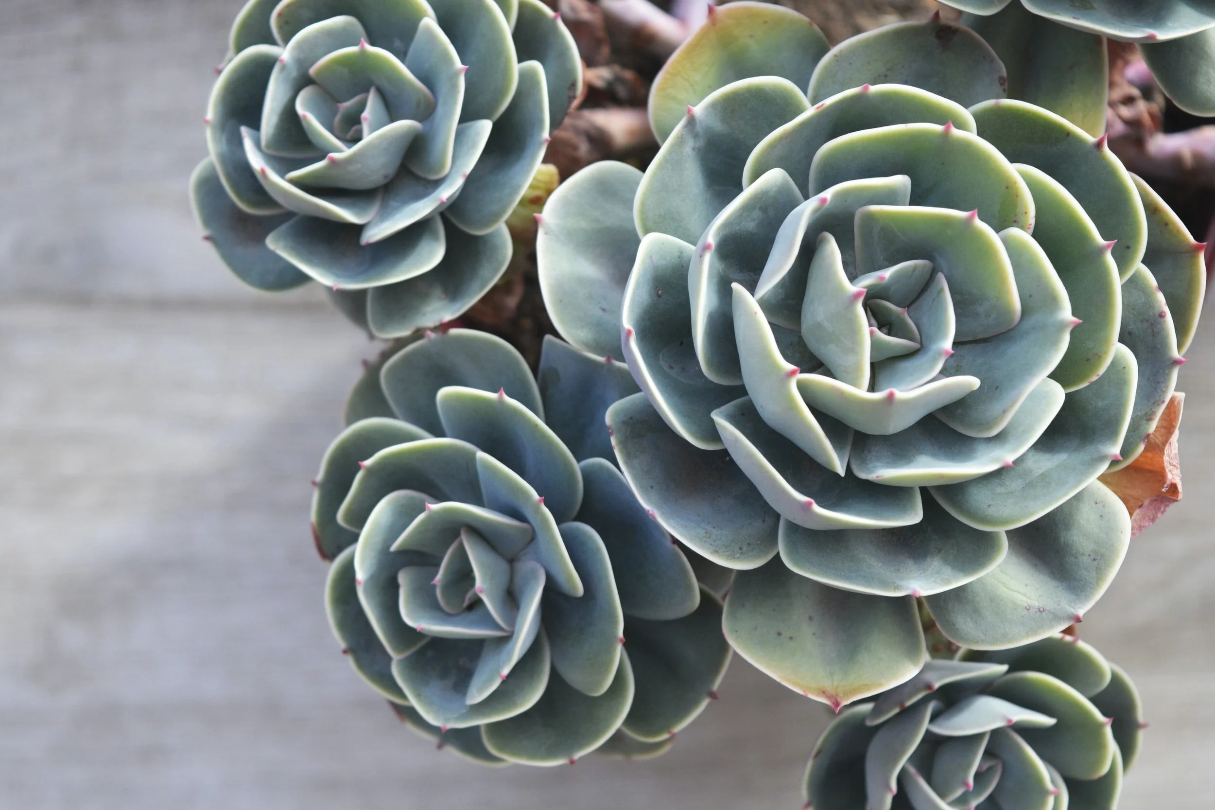 Close-up of a cluster of green succulents with rosette-shaped leaves on a wooden surface.