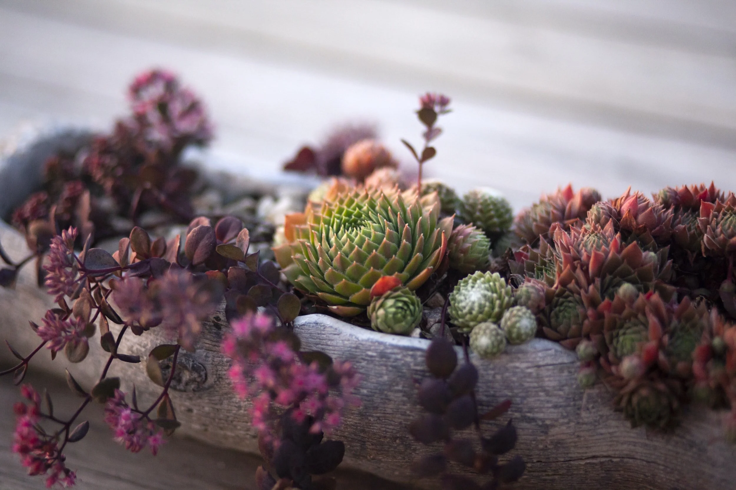 Close-up of various succulents planted in a wooden container with small pebbles, on a wooden surface.