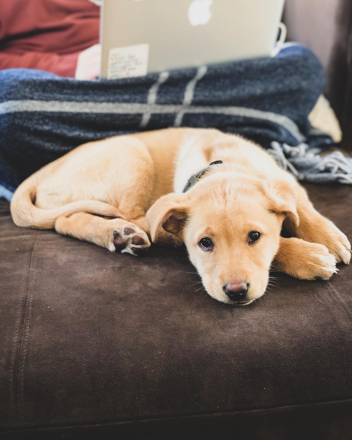 Howl I ever live without you? 🐶 🐾 ❤️ #cashewumana #roastytoastycashew #puppylove #workfromhome #myfurbaby