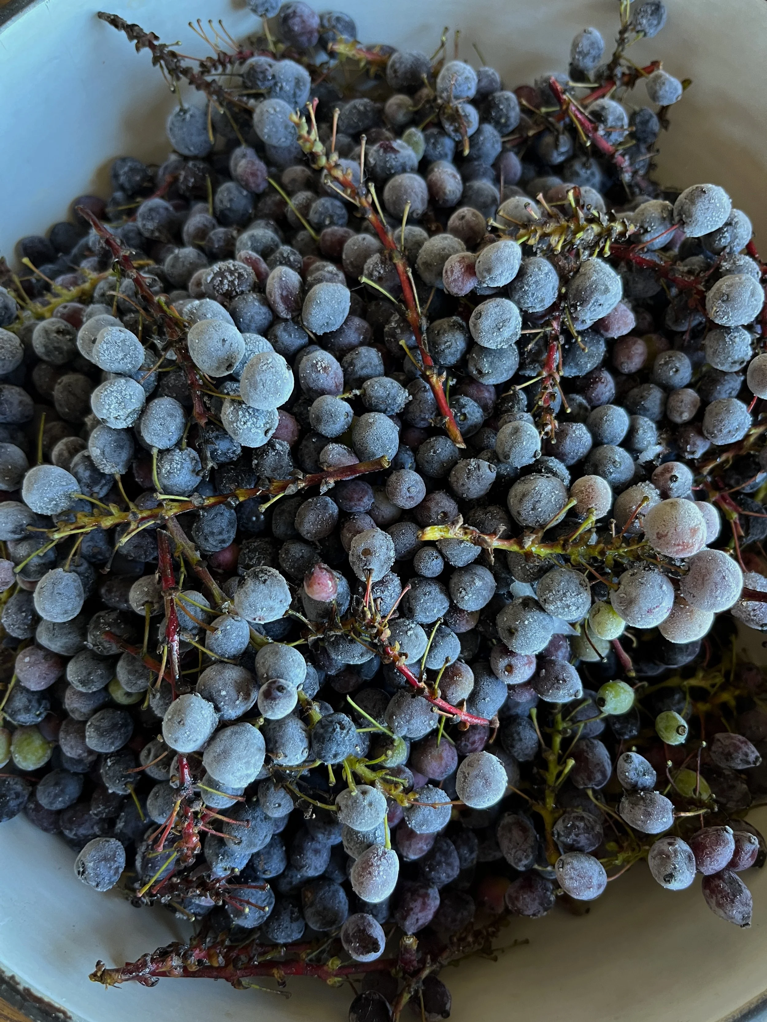 A bowl of frozen berries with stems and frost.