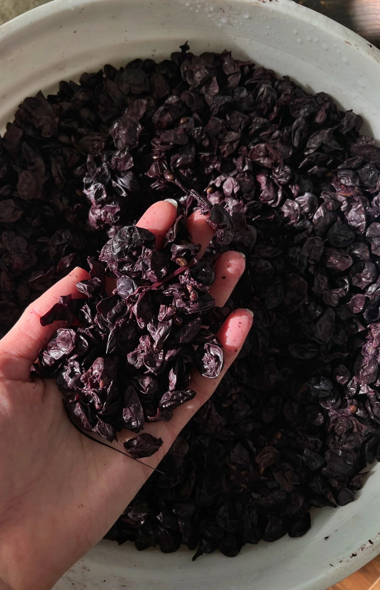 Hand holding dried grapes or raisins over a bowl filled with them.