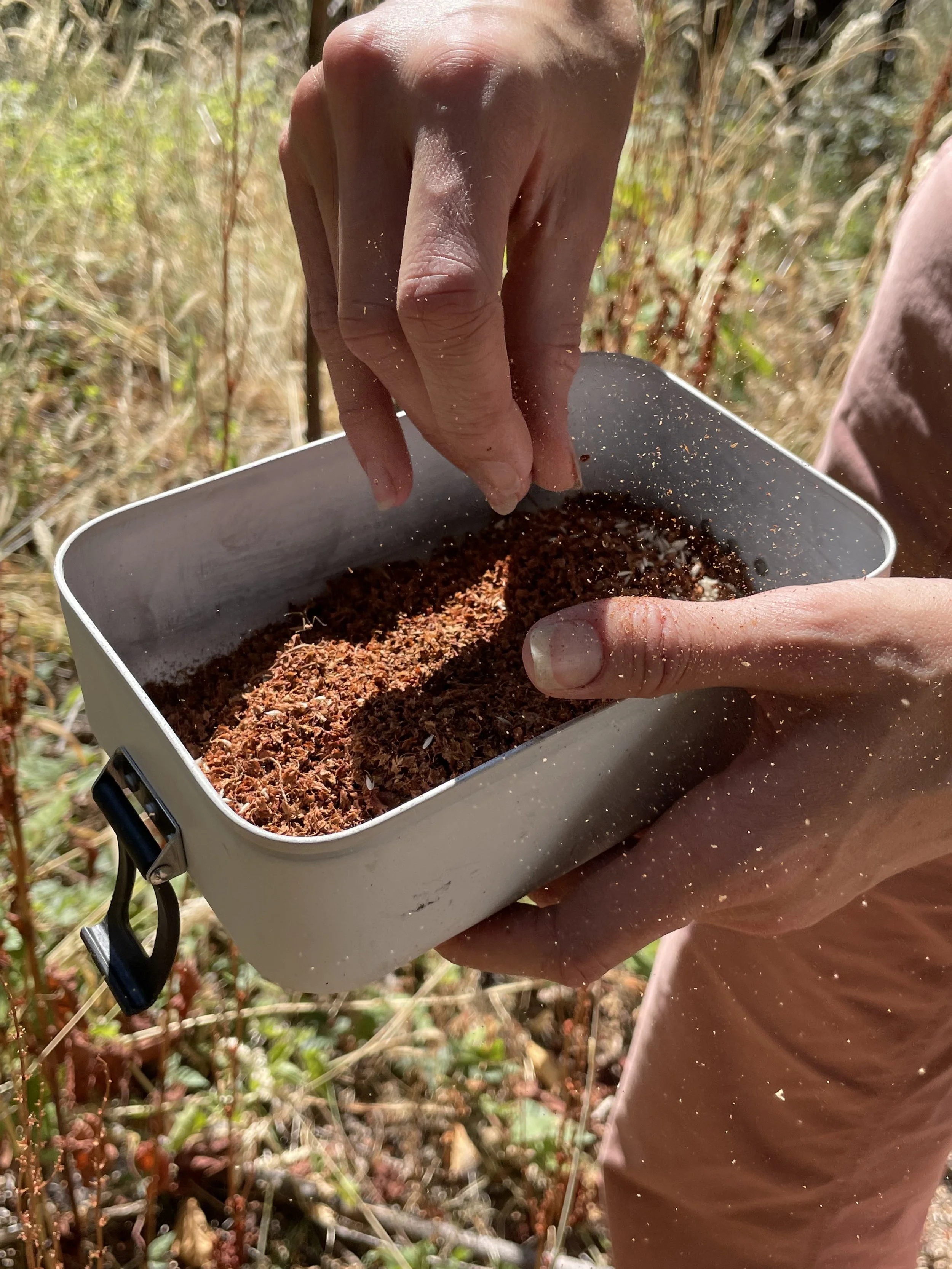 Person holding a metal container with brown seeds or soil near a garden or outdoor area.