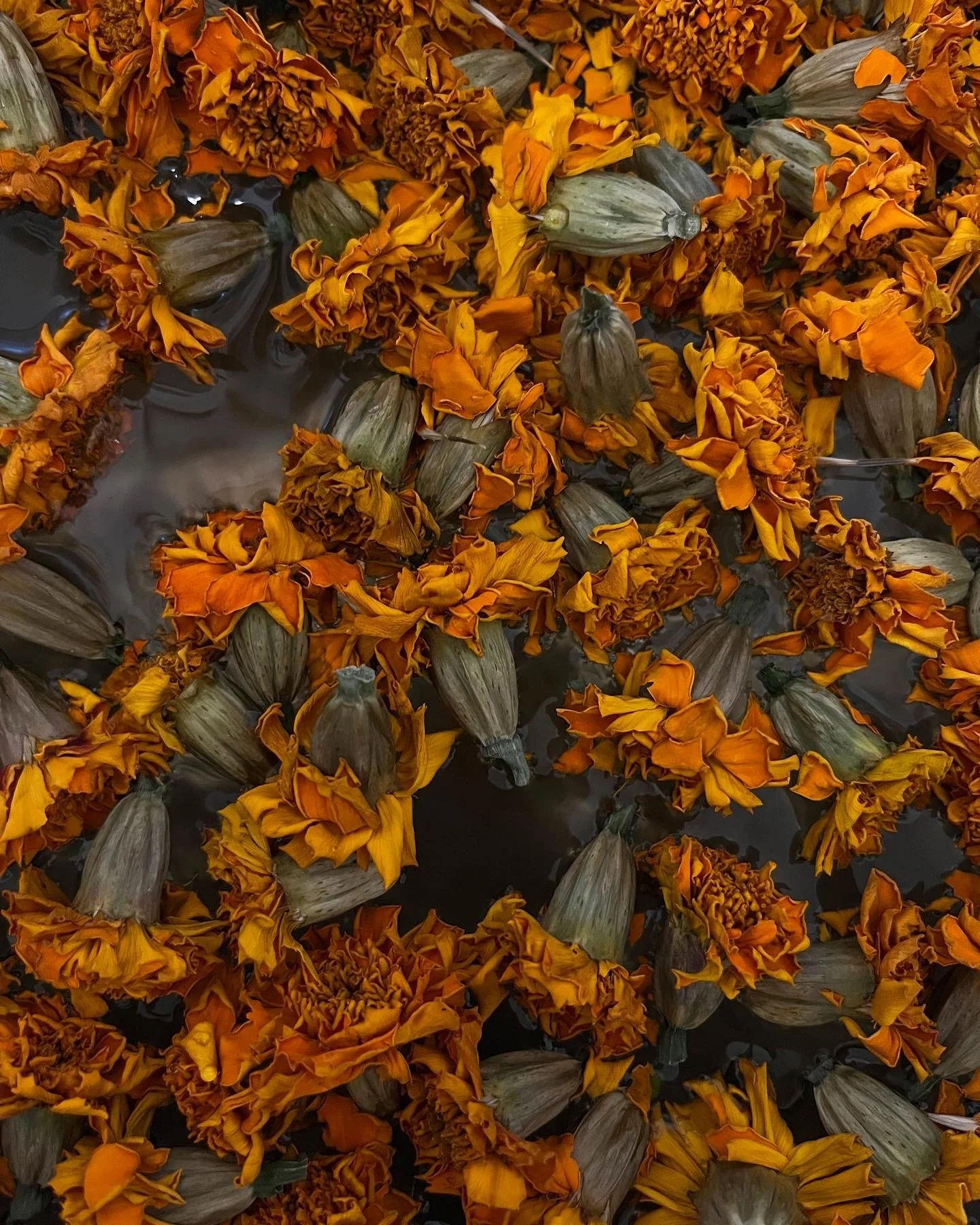Orange marigold flowers floating on water